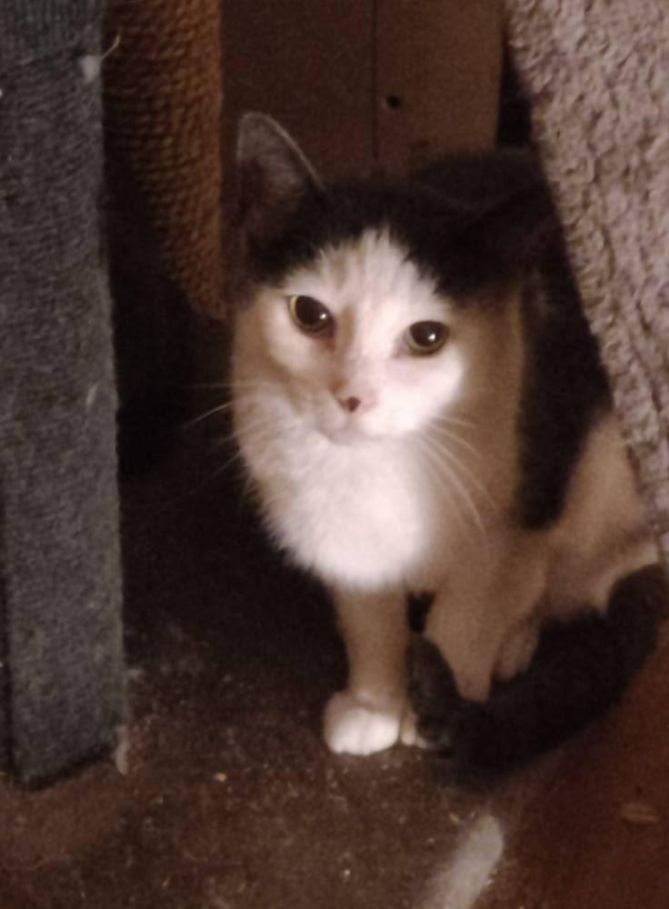 October, an adoptable Domestic Short Hair in Spencerville, ON, K0E 1X0 | Photo Image 1