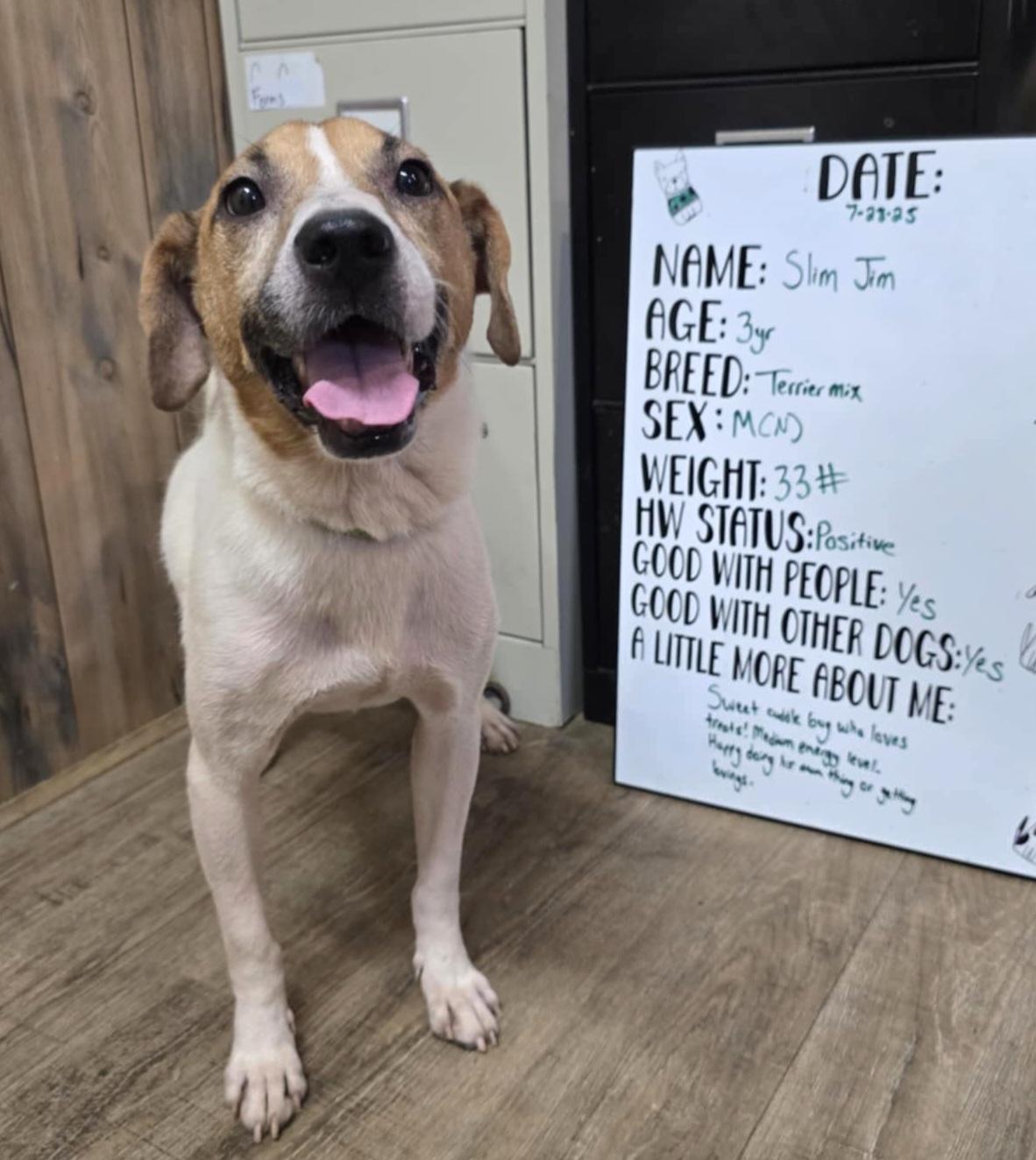 Slim Jim, Adoptable, Adult Male Terrier.