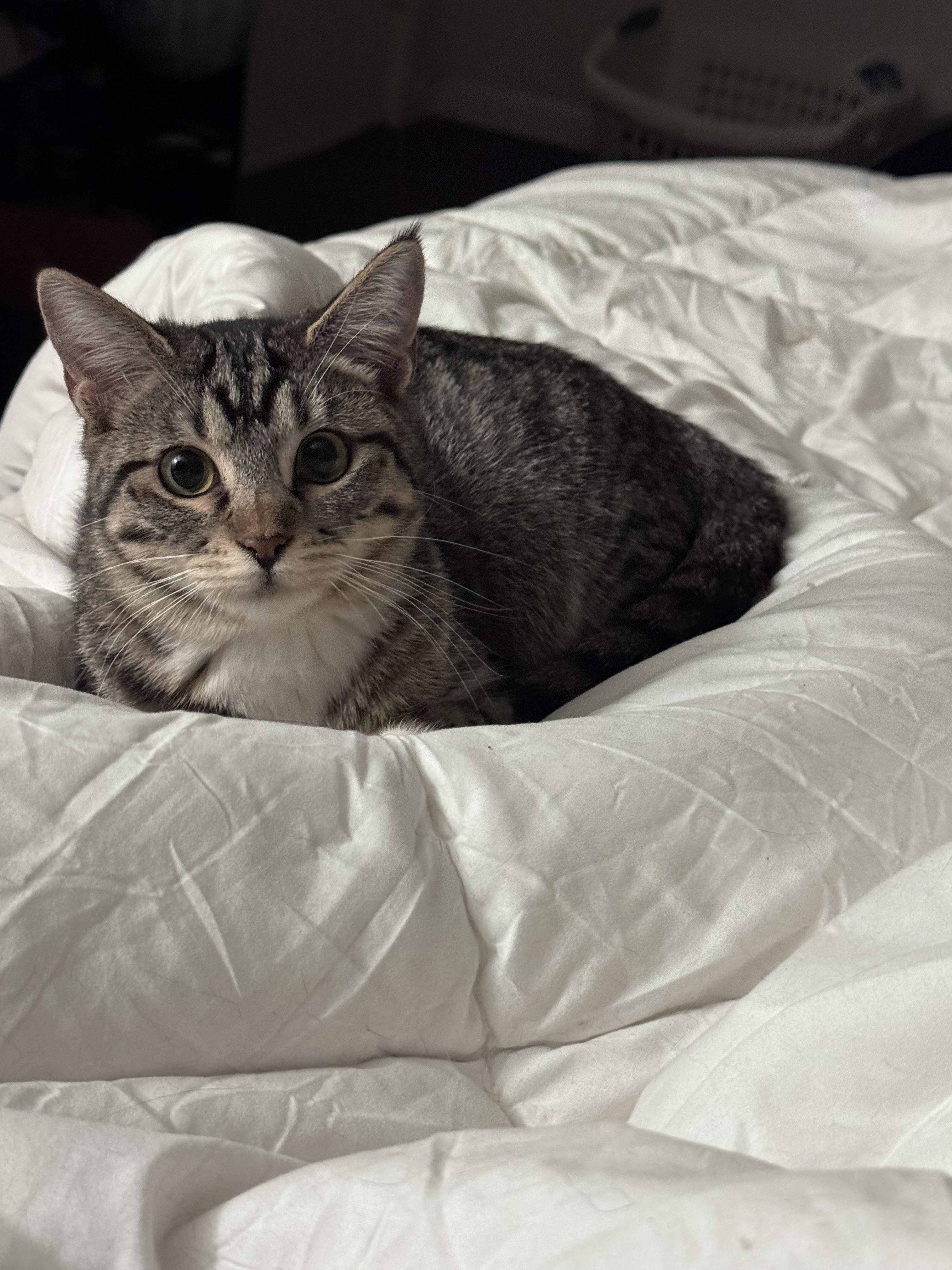 Zola, a Adoptable Tabby in Rochester, TX image 2/2