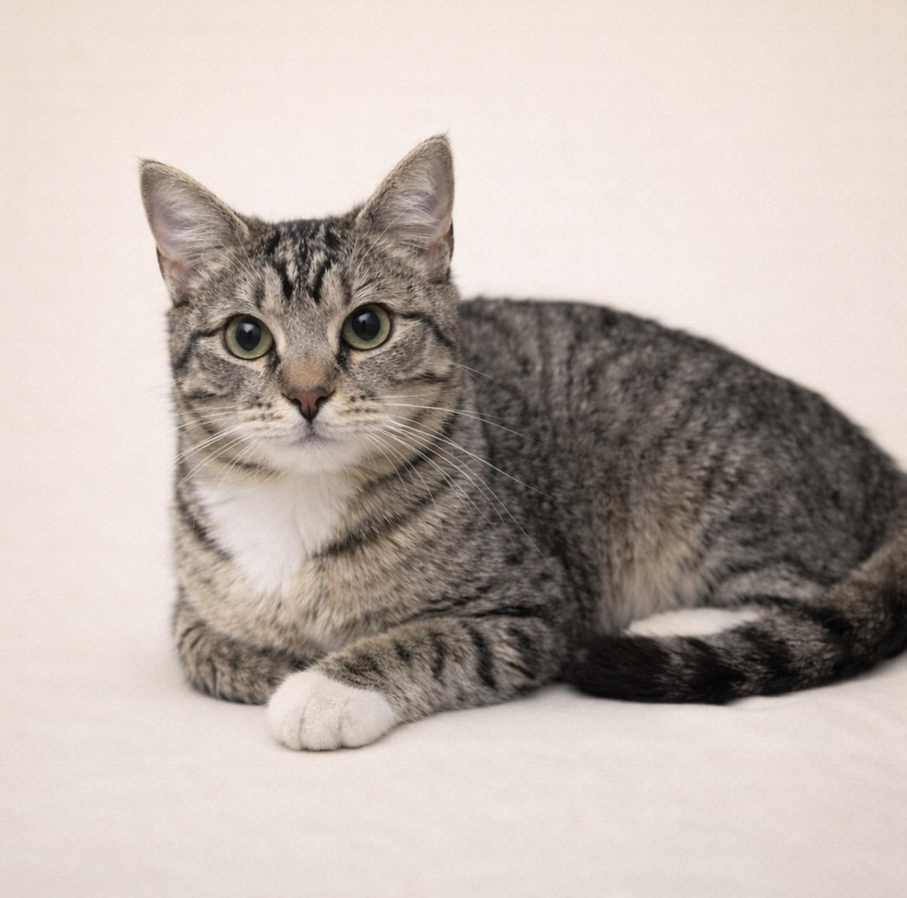 Zola, a Adoptable Tabby in Rochester, TX image 1/2