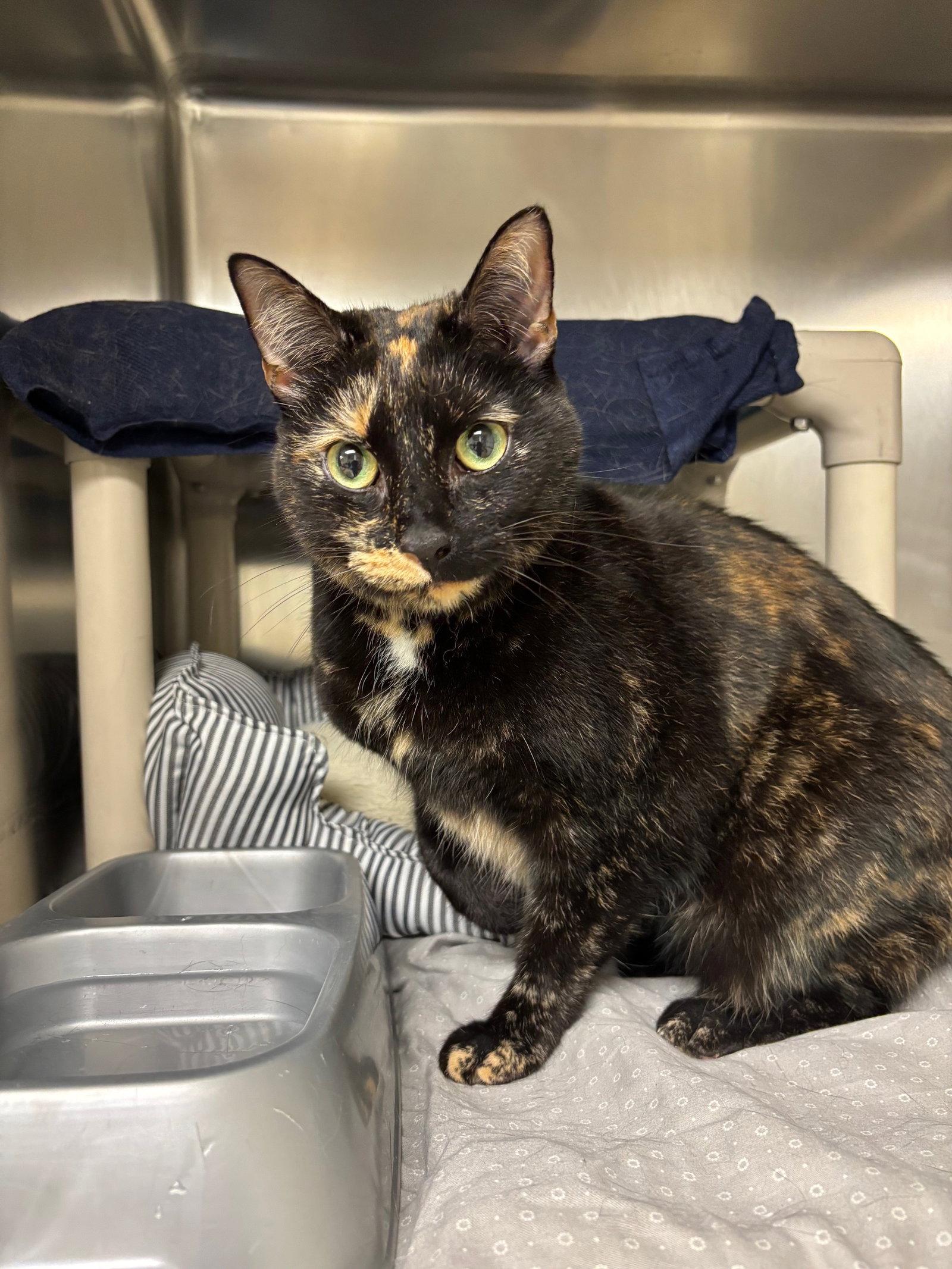 Enlarge Baby Cat, a Adoptable Domestic Short Hair in Brick, NJ image 1/3