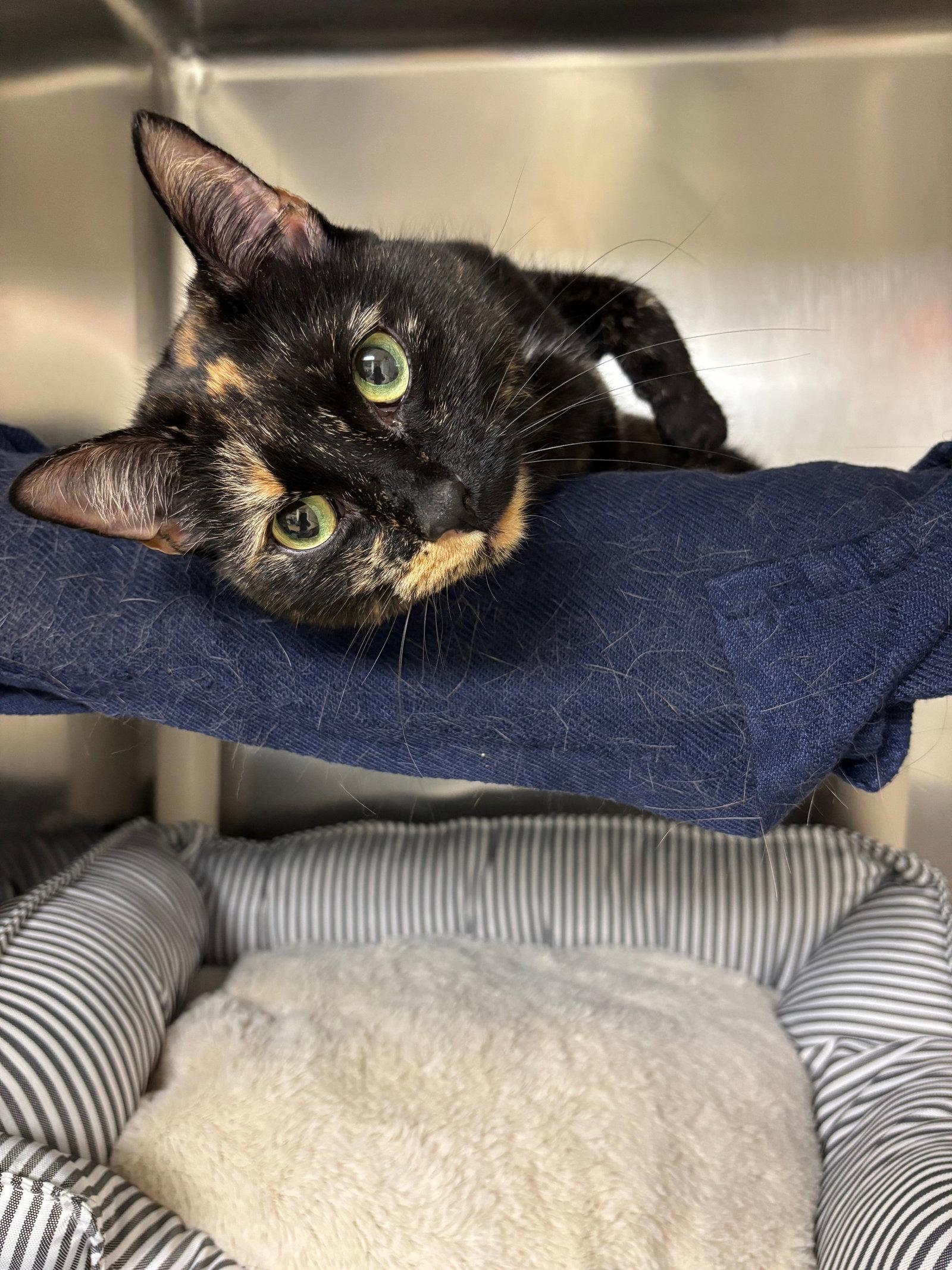 Enlarge Baby Cat, a Adoptable Domestic Short Hair in Brick, NJ image 2/3