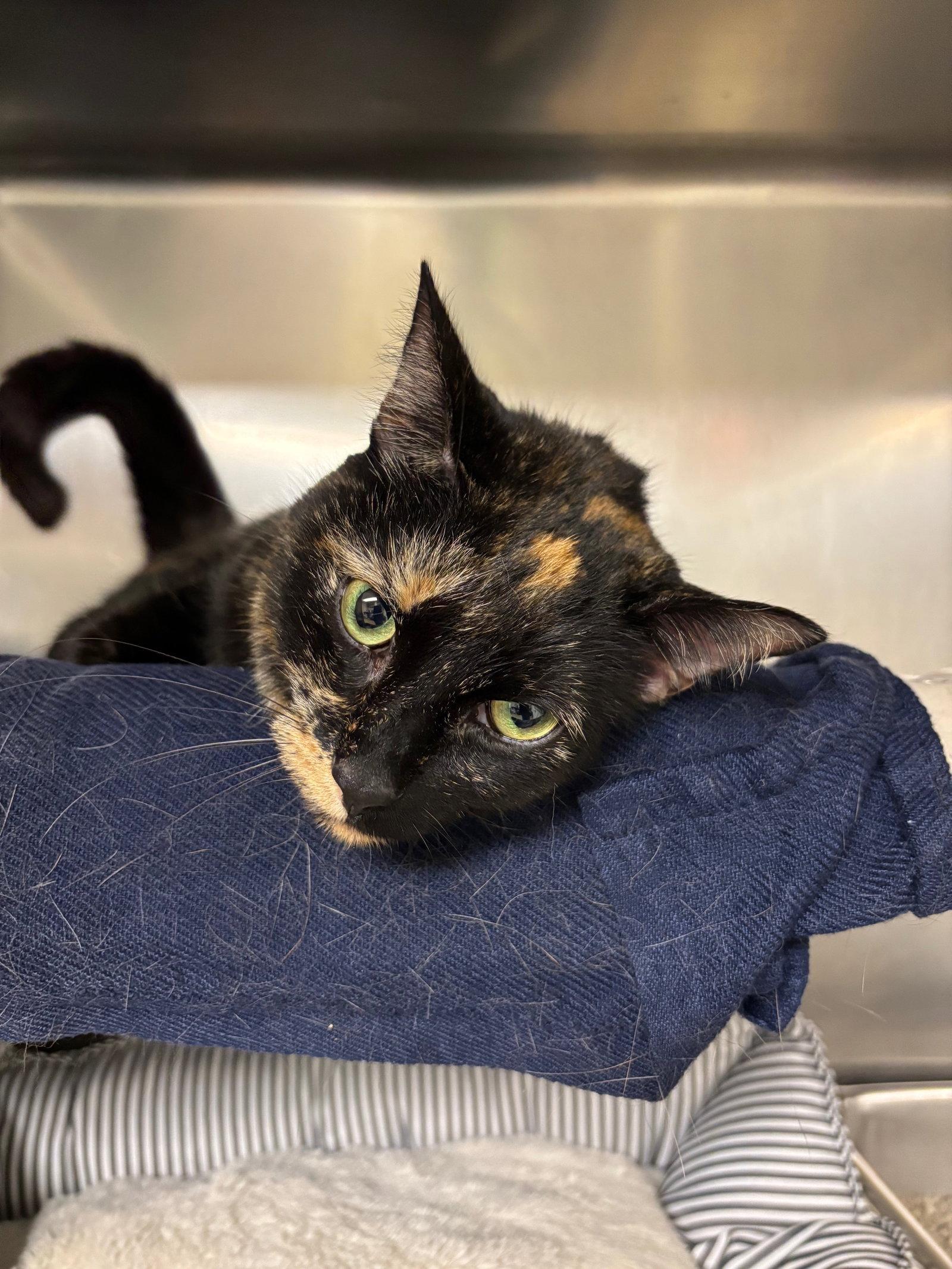 Enlarge Baby Cat, a Adoptable Domestic Short Hair in Brick, NJ image 3/3