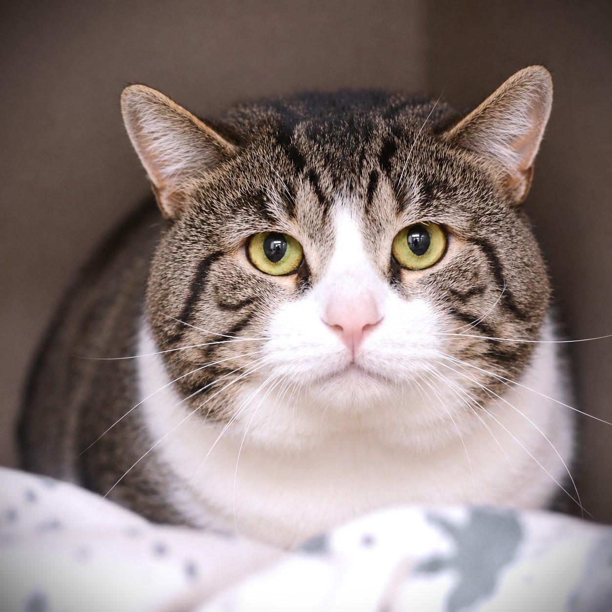 Atticus, an adopted Domestic Short Hair in Amsterdam, NY image 2/2