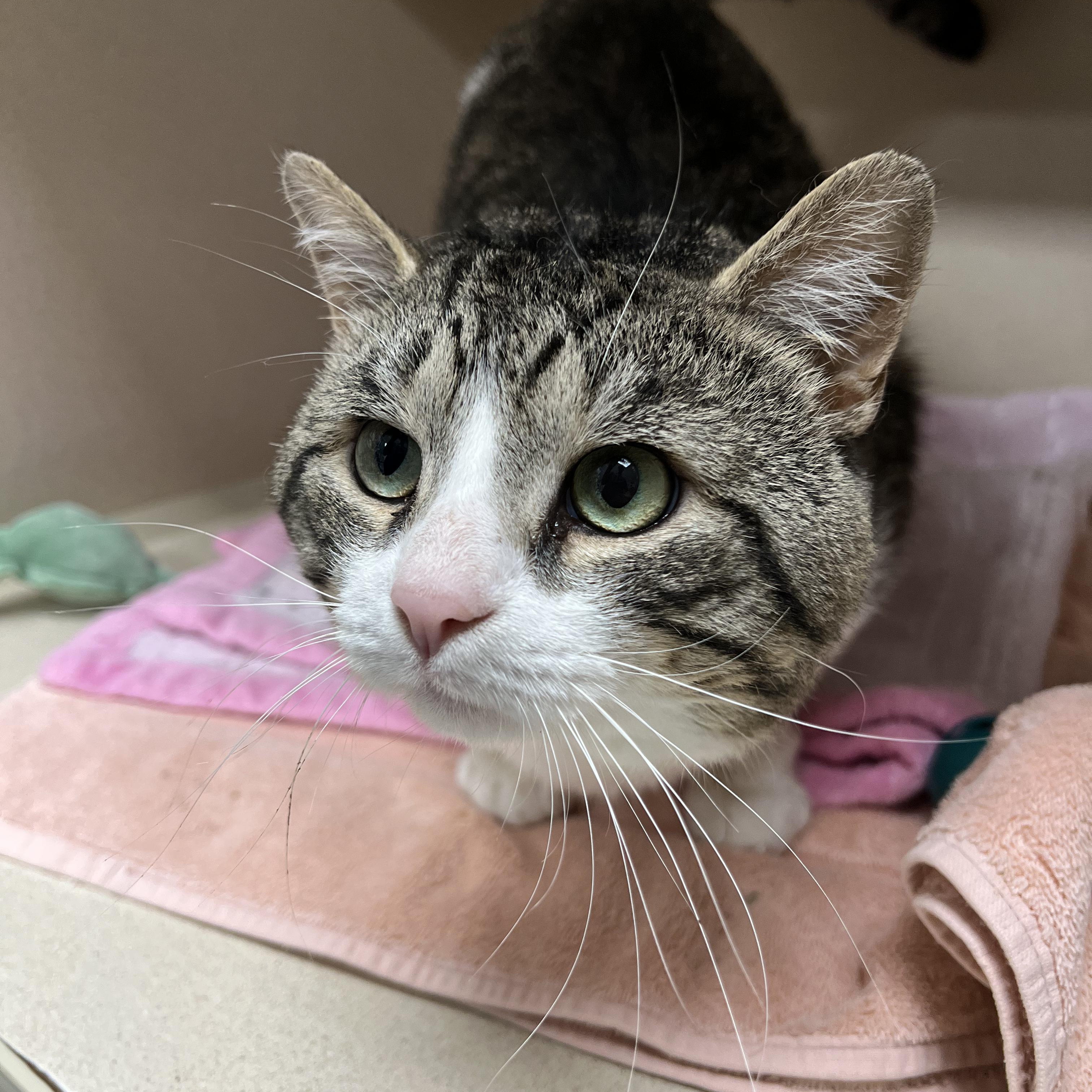Atticus, ADOPTABLE, Senior Male Domestic Short Hair.