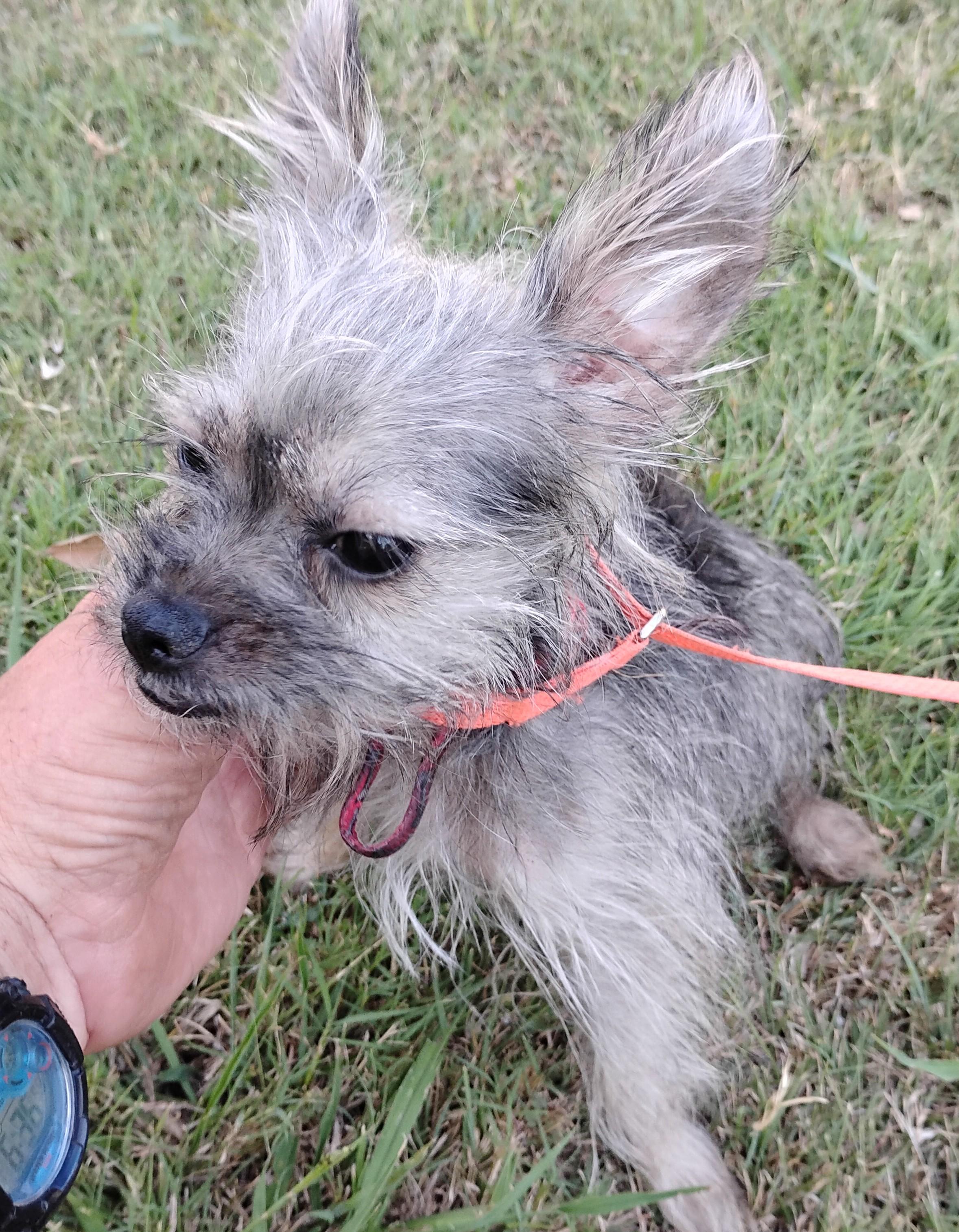 Swimmer, ADOPTABLE, Young Male Yorkshire Terrier & Schnauzer.