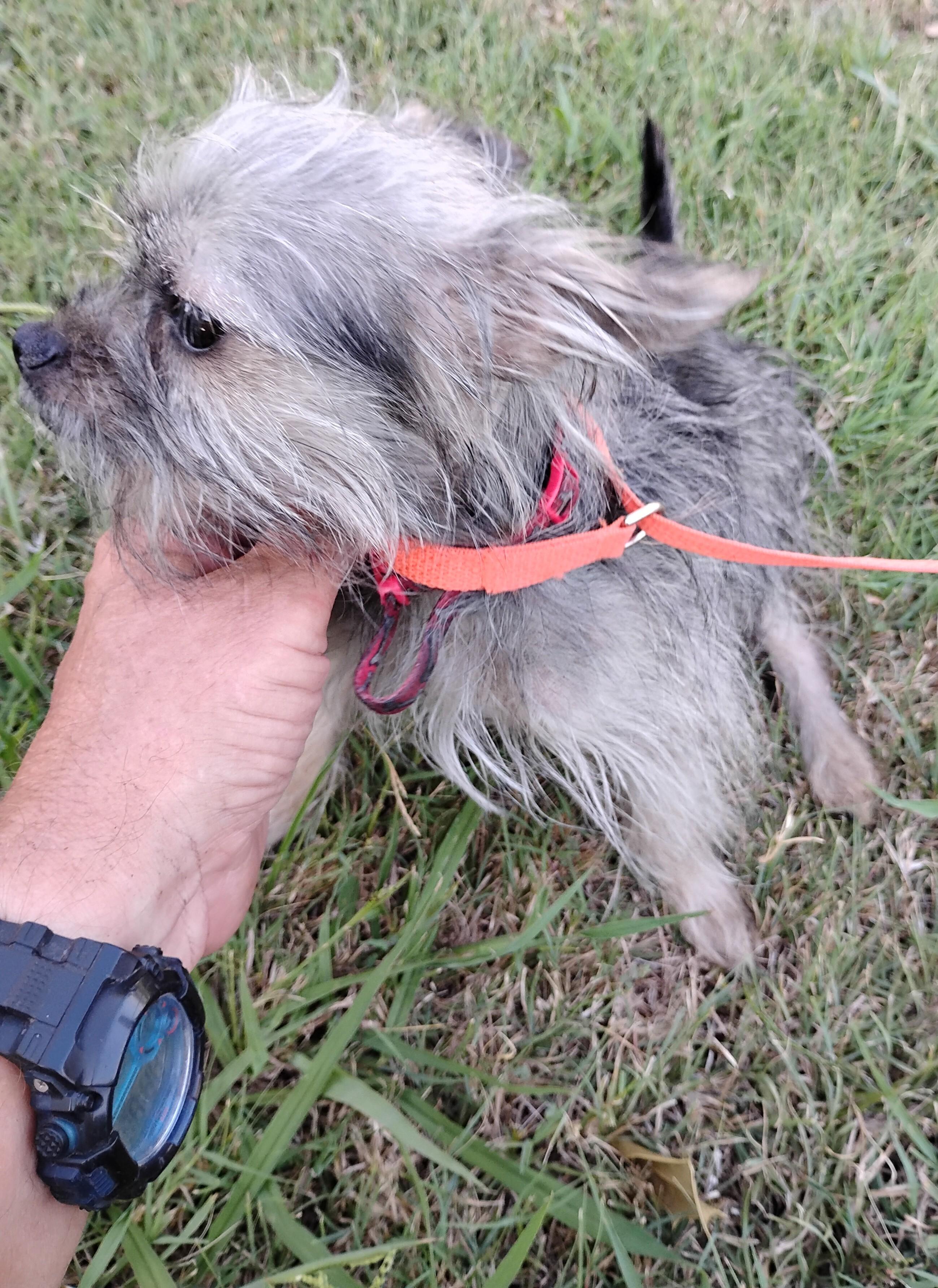 Enlarge Swimmer, a ADOPTABLE mixed breed in Sulphur, OK image 2/2