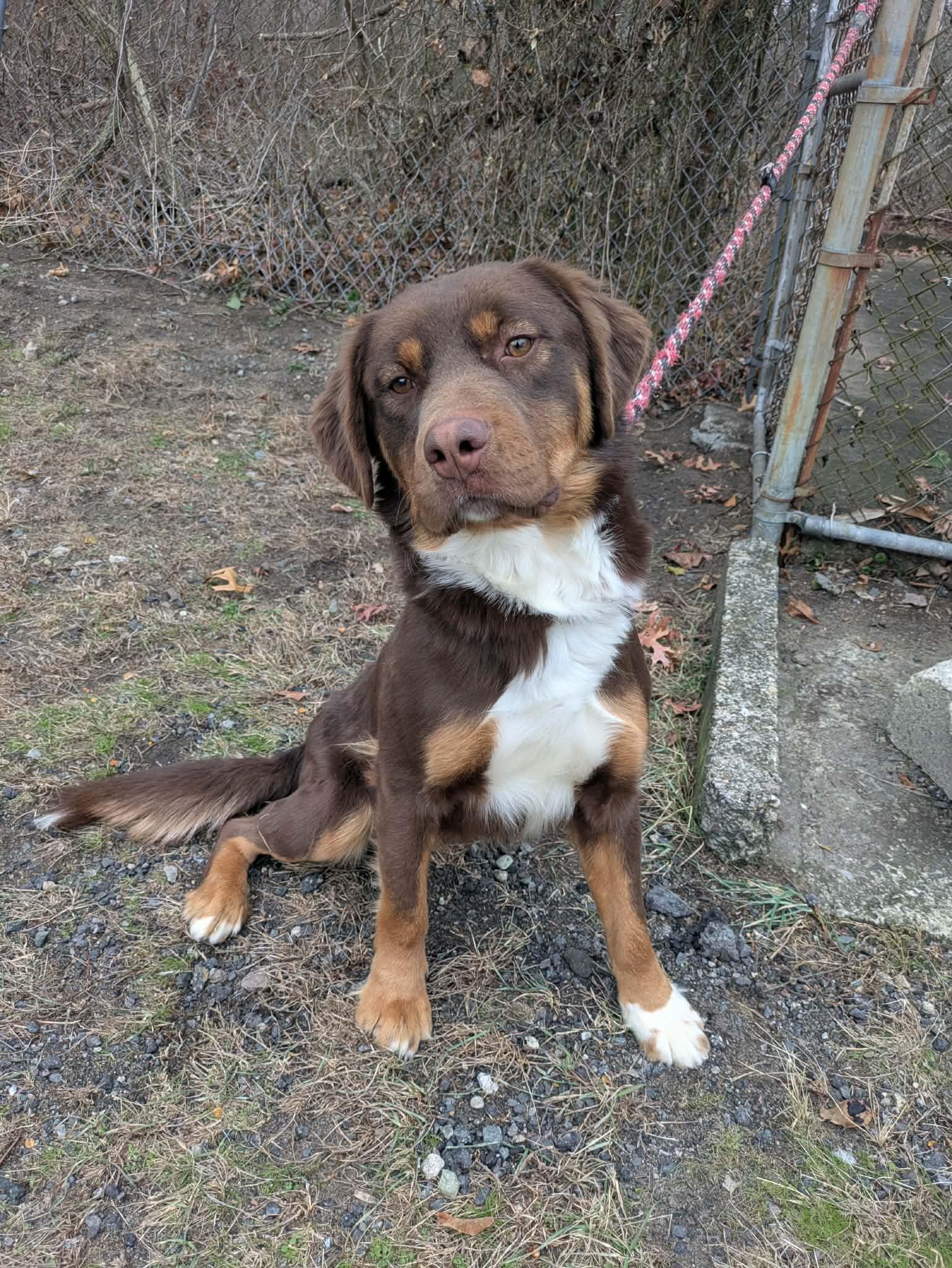 Enlarge Monkey, an adopted mixed breed in Brockton, MA image 1/1