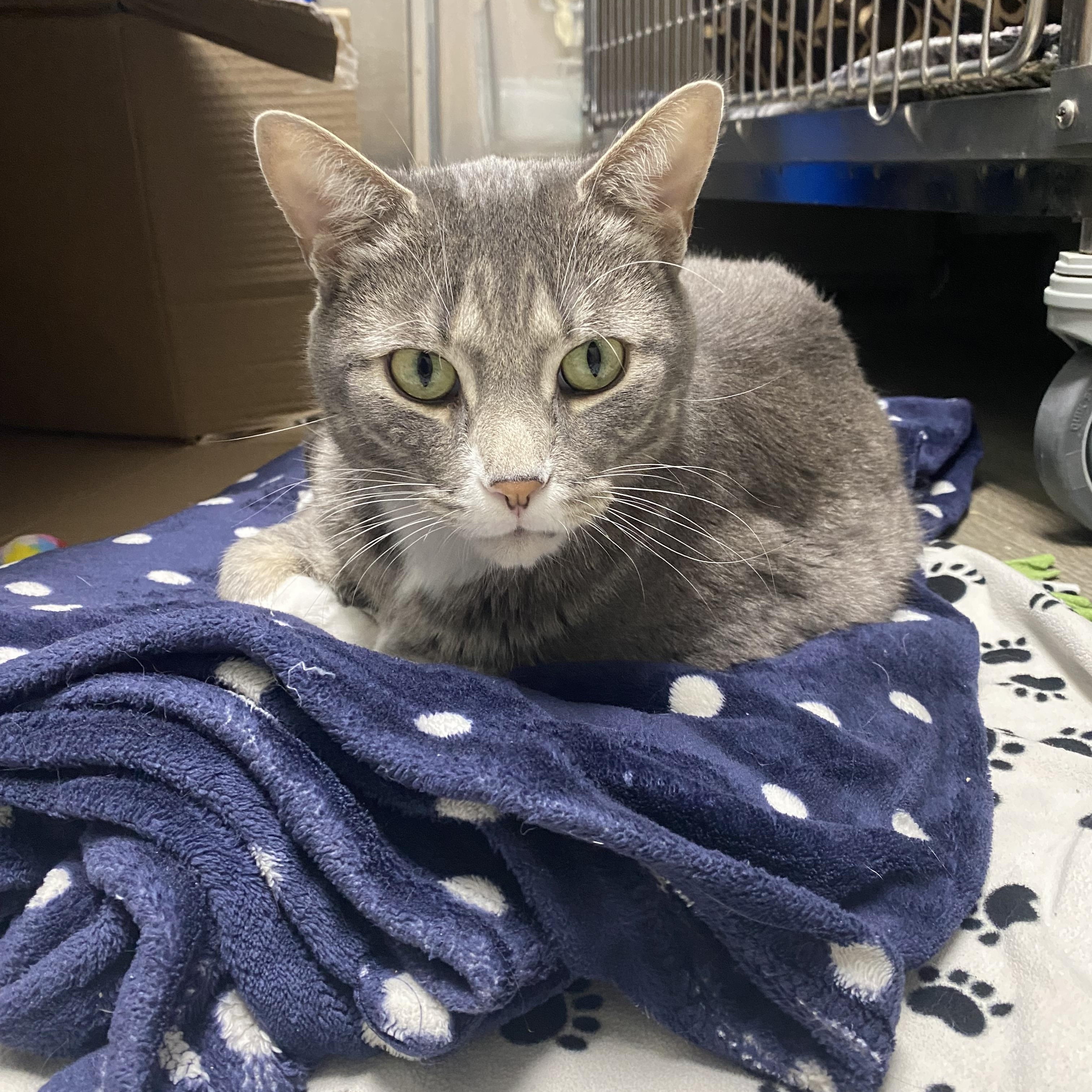 Bruce, a Adopted Domestic Short Hair in St. Clair Shores, MI image 2/6