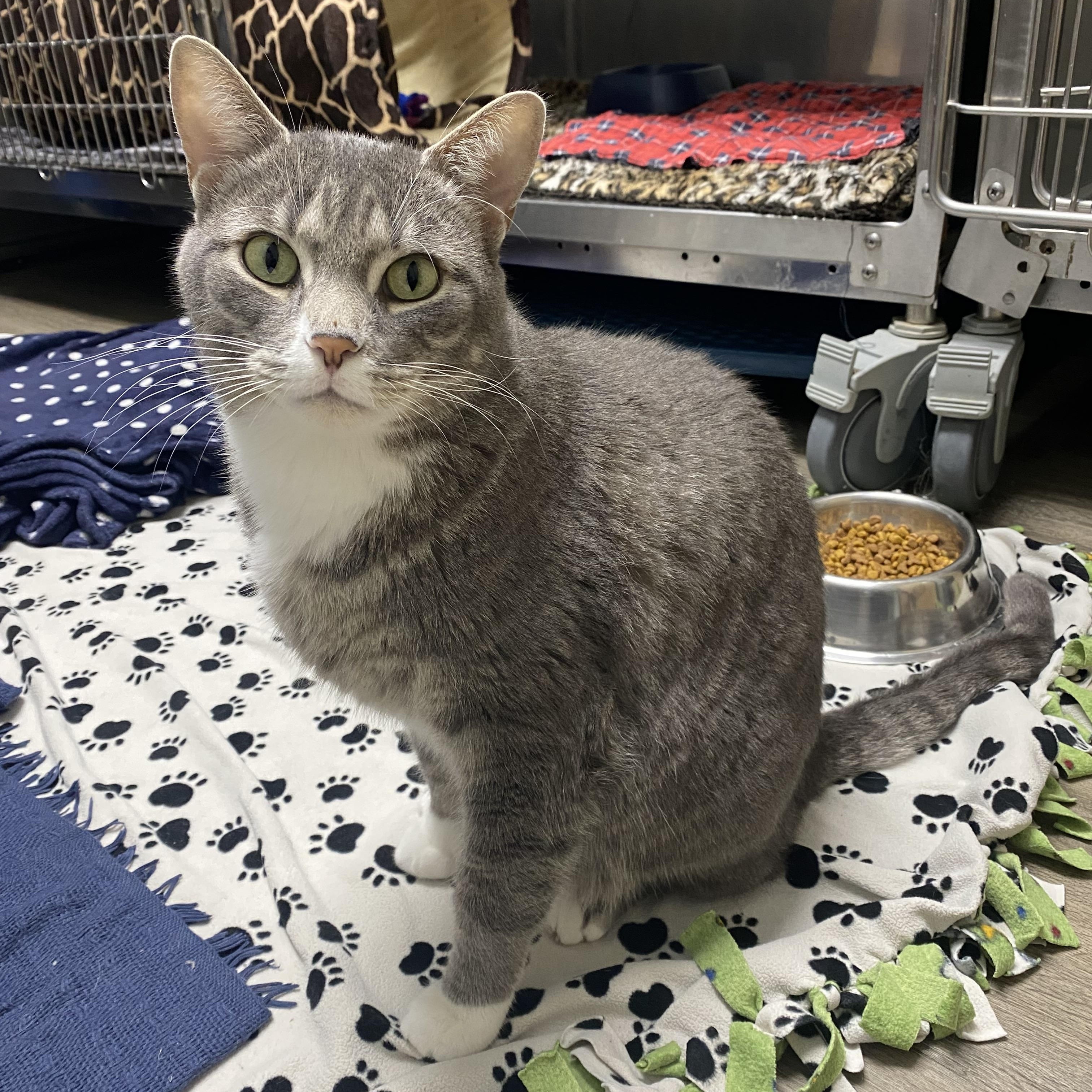 Bruce, Adopted, Adult Male Domestic Short Hair.