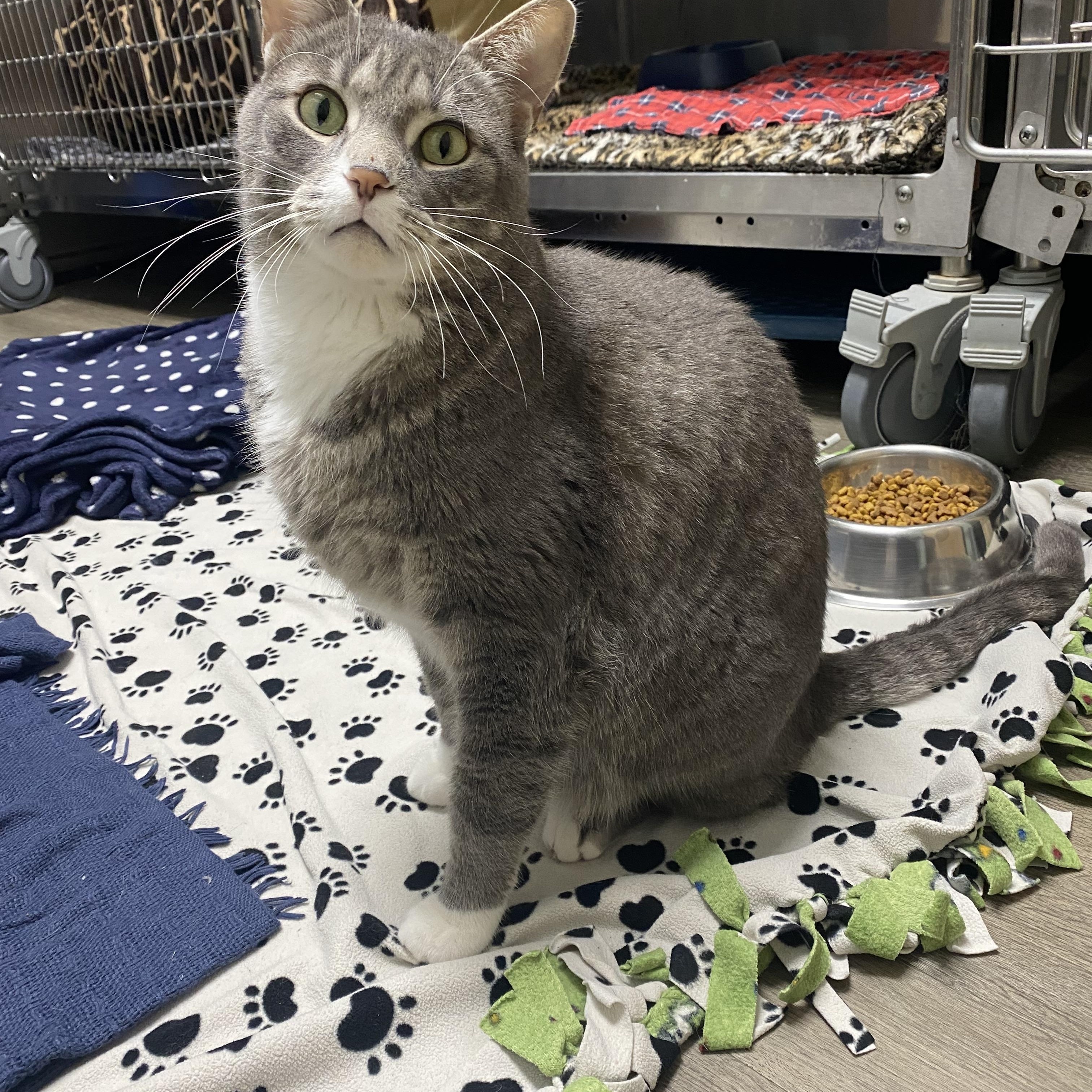 Bruce, a Adopted Domestic Short Hair in St. Clair Shores, MI image 4/6