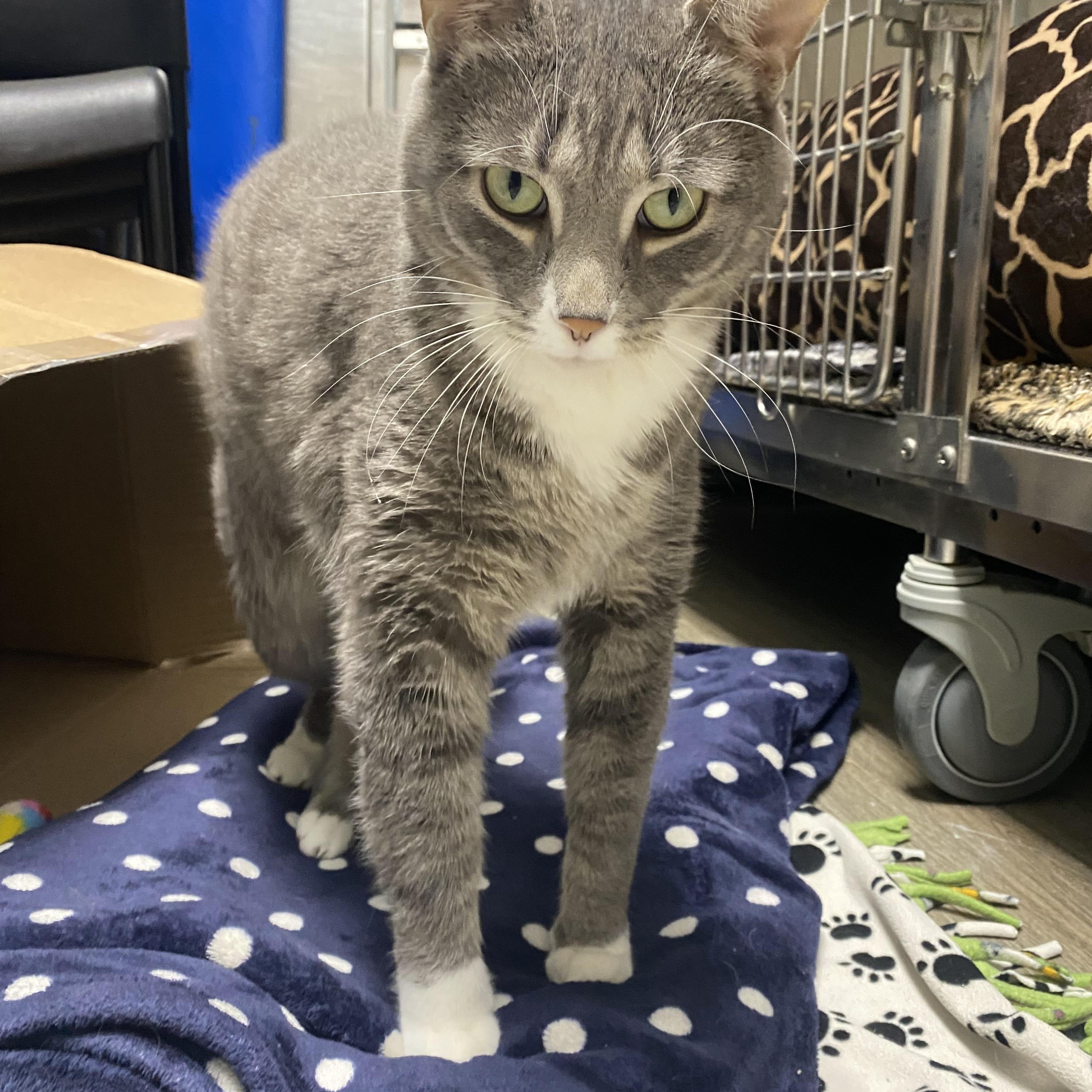 Bruce, a Adopted Domestic Short Hair in St. Clair Shores, MI image 5/6