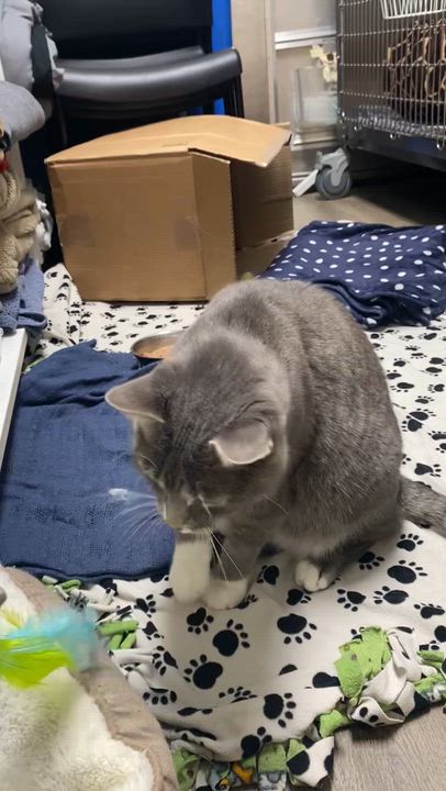 Enlarge Bruce, a Adopted Domestic Short Hair in St. Clair Shores, MI video 6/6