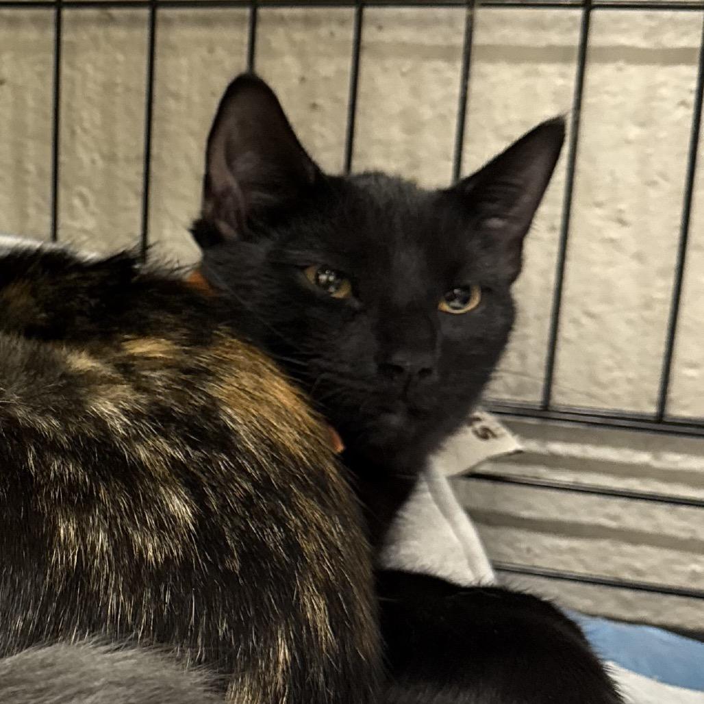 Enlarge Nova, a Adoptable Domestic Short Hair in Middleburg Heights , OH image 1/3