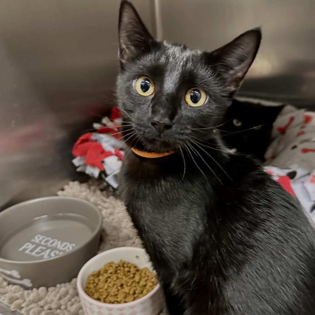 Enlarge Nova, a Adoptable Domestic Short Hair in Middleburg Heights , OH image 2/3