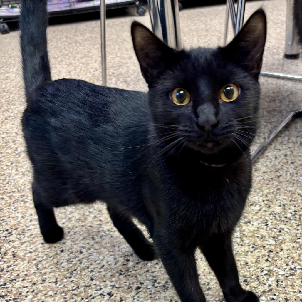 Enlarge Nova, a Adoptable Domestic Short Hair in Middleburg Heights , OH image 3/3