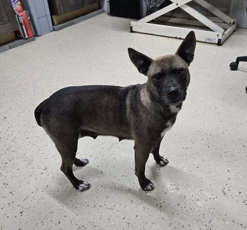 Roxie, Adoptable, Young Female Terrier.