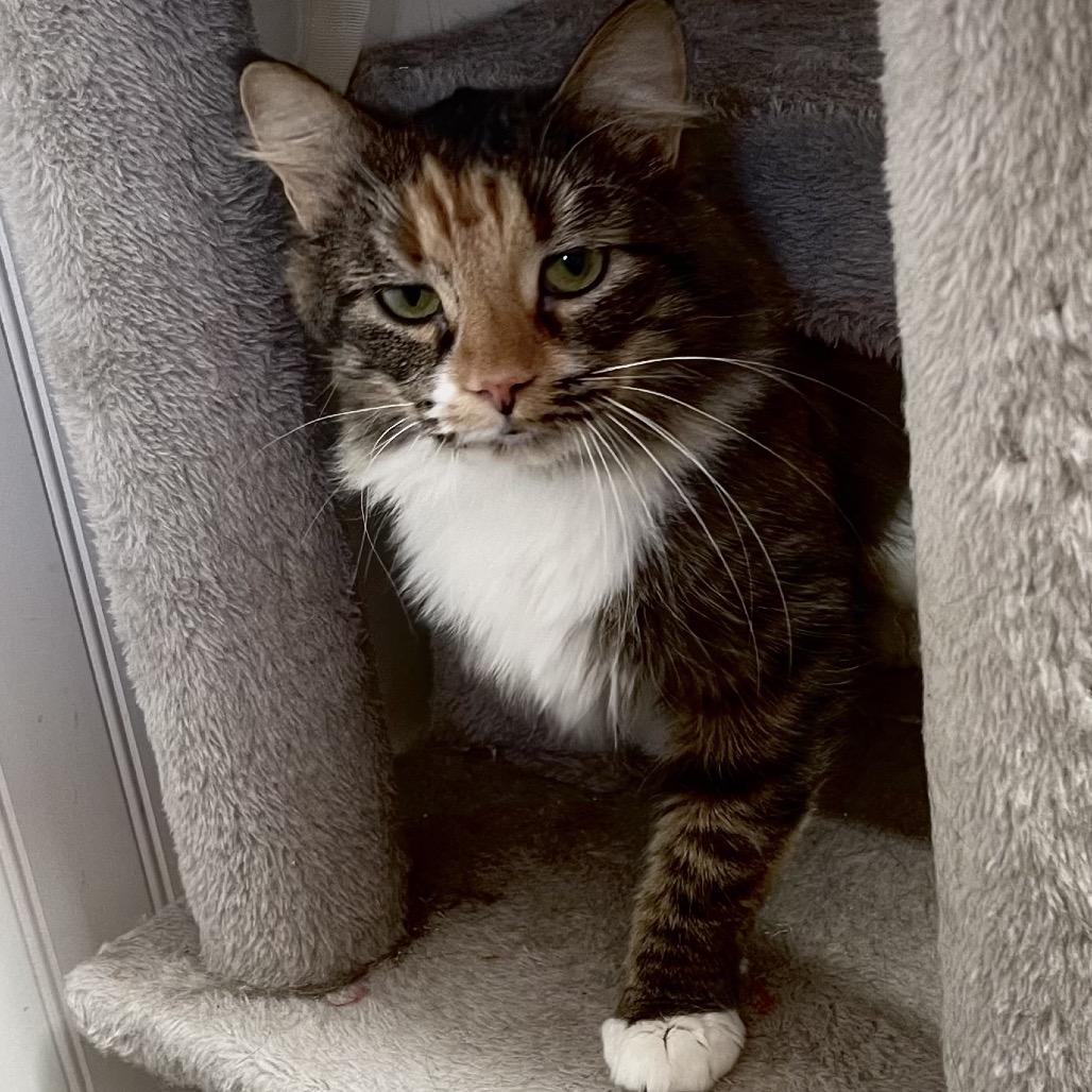 Enlarge Callie, a Adoptable Domestic Short Hair in Delta, AL image 2/3