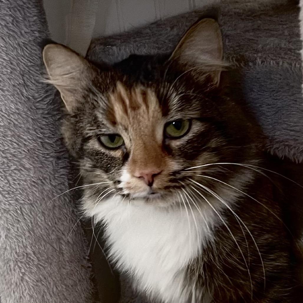 Enlarge Callie, a Adoptable Domestic Short Hair in Delta, AL image 3/3