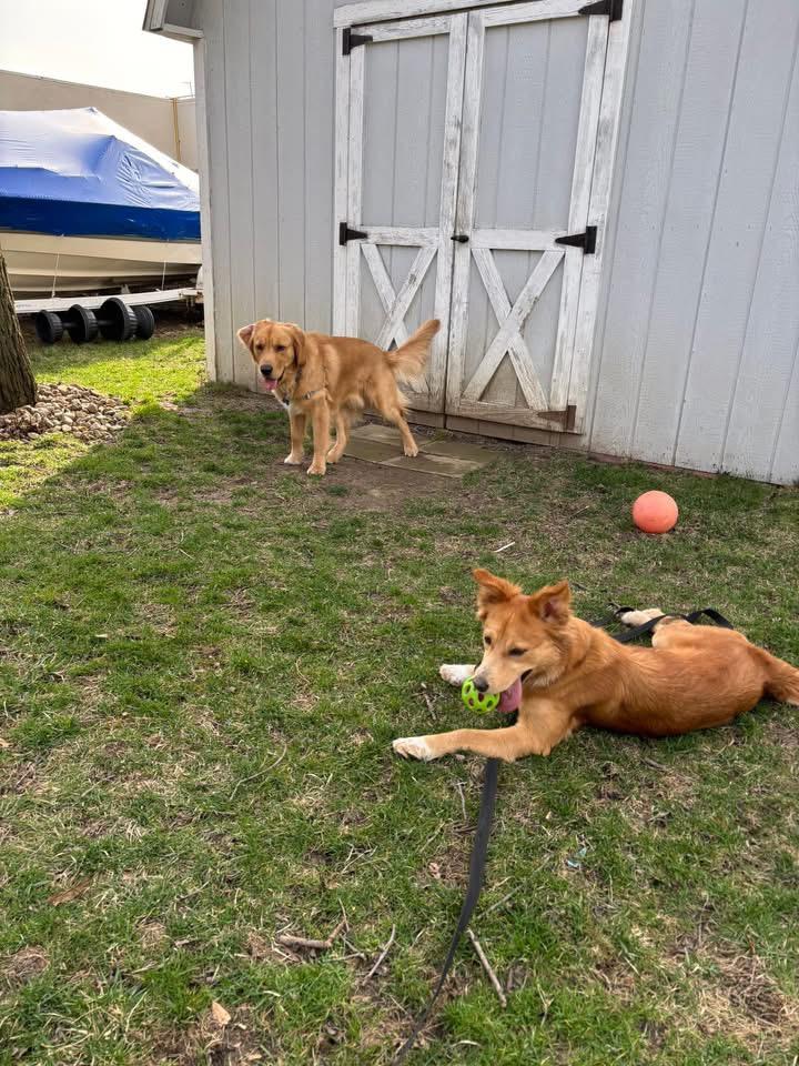 Faith Ask to Meet! In Foster!, an adopted mixed breed in Elyria, OH image 4/6