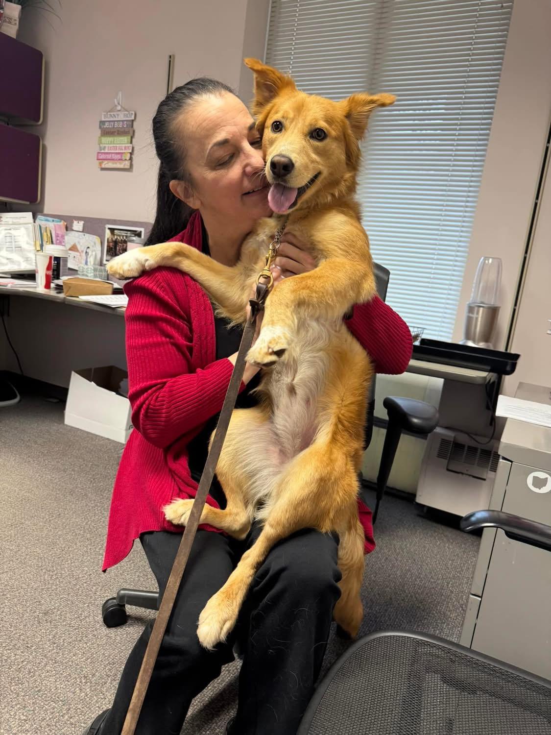 Faith Ask to Meet! In Foster!, an adopted mixed breed in Elyria, OH image 3/6