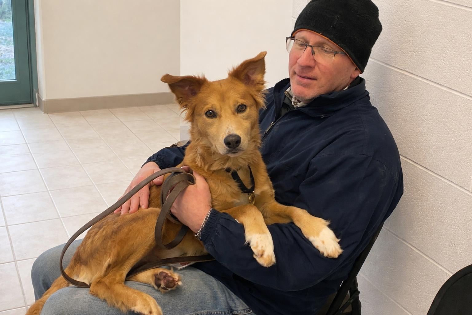 Faith , adoptable, Young Female Border Collie & Australian Cattle Dog / Blue Heeler.