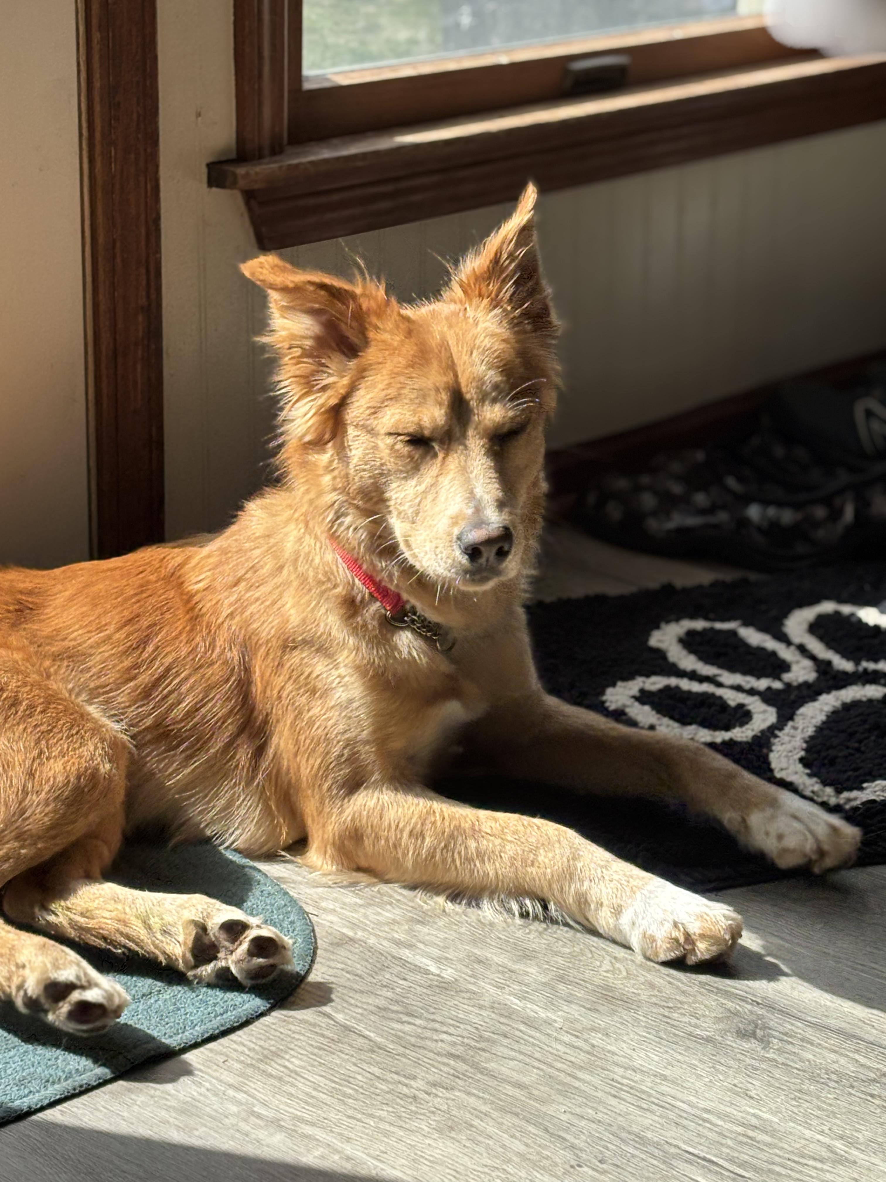 Faith Ask to Meet! In Foster!, an adopted mixed breed in Elyria, OH image 1/6