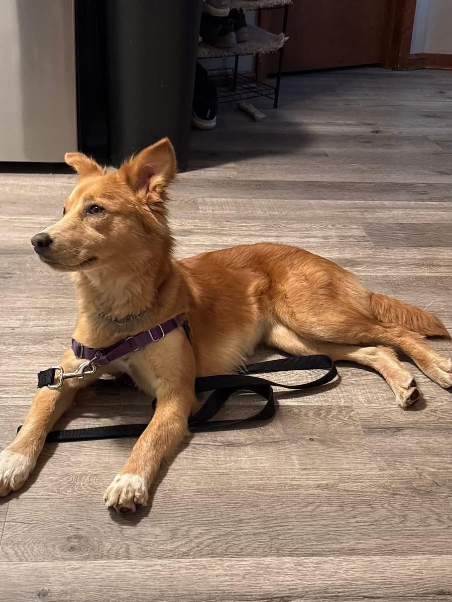 Faith Ask to Meet! In Foster!, an adopted mixed breed in Elyria, OH image 5/6