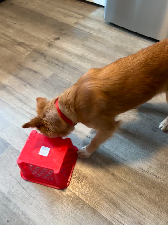 Enlarge Faith Ask to Meet! In Foster!, an adopted mixed breed in Elyria, OH video 6/6