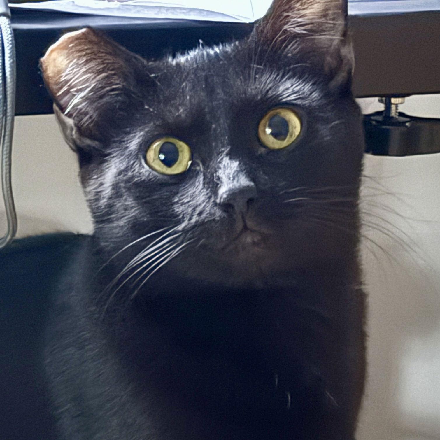 Jalapeno, Adoptable, Young Female Domestic Short Hair.