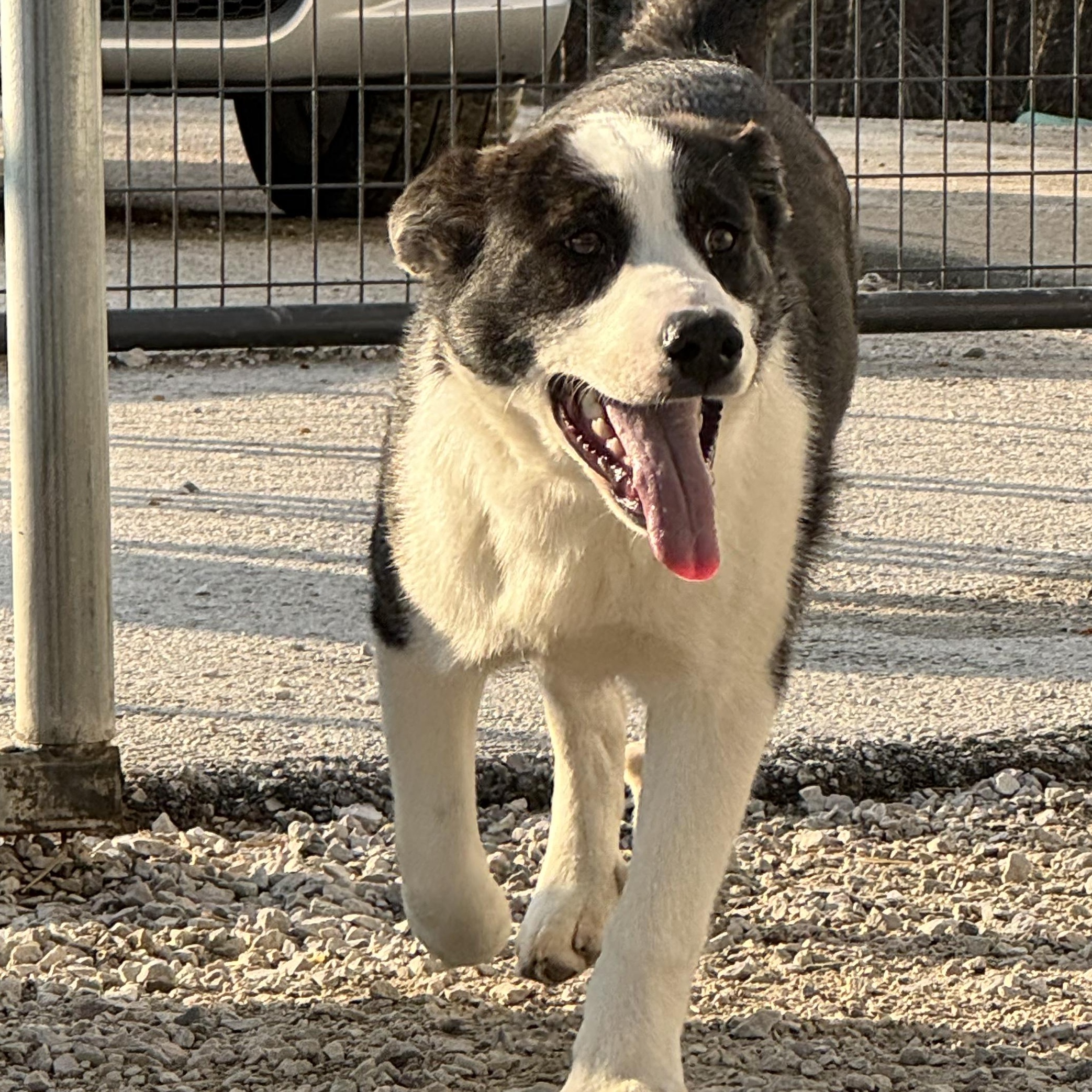 Cody, a Adoptable mixed breed in Clay City, KY image 1/6