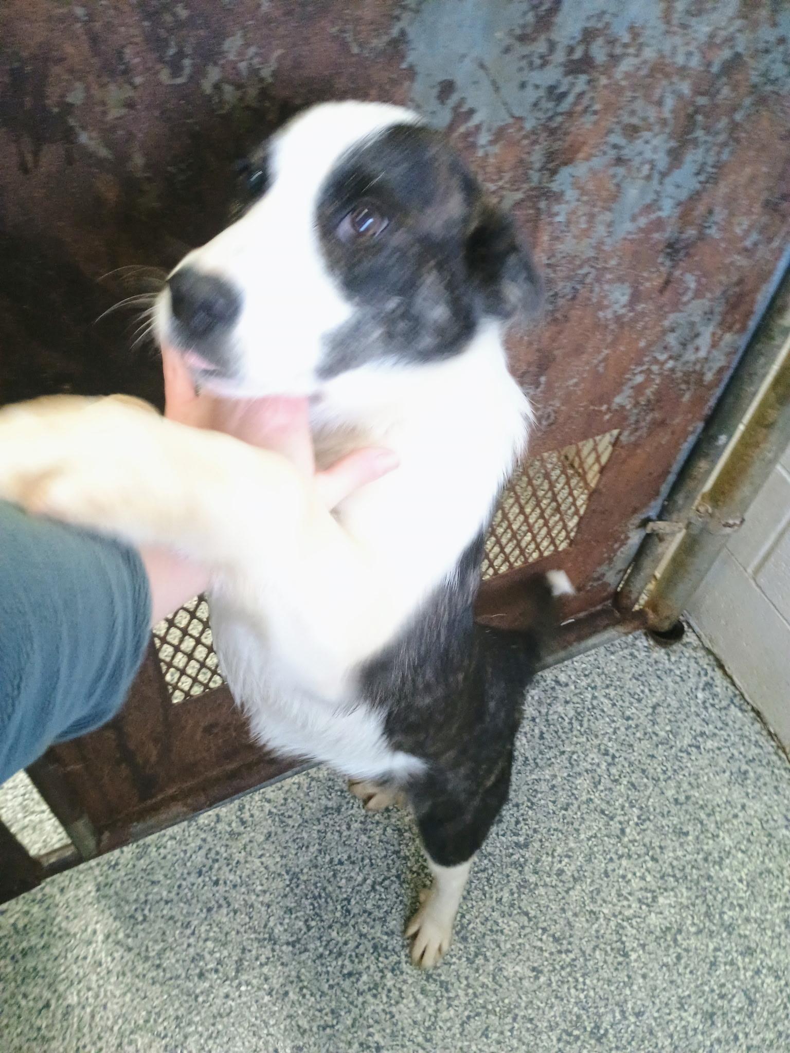 Cody, a Adoptable mixed breed in Clay City, KY image 3/6