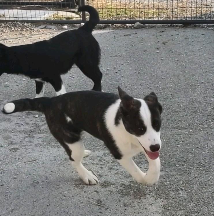 Cody, a Adoptable mixed breed in Clay City, KY image 2/6