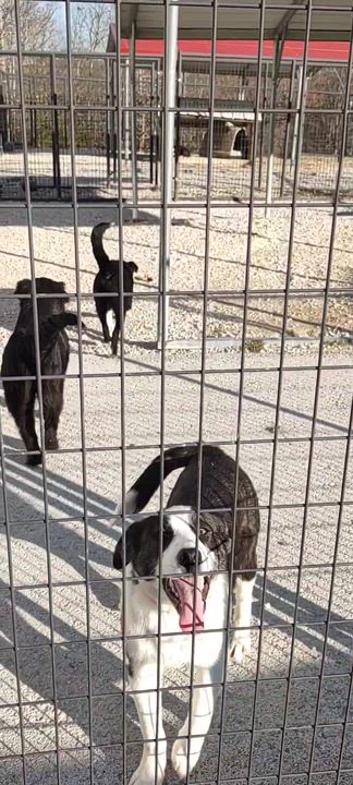 Enlarge Cody, a Adoptable mixed breed in Clay City, KY video 5/6