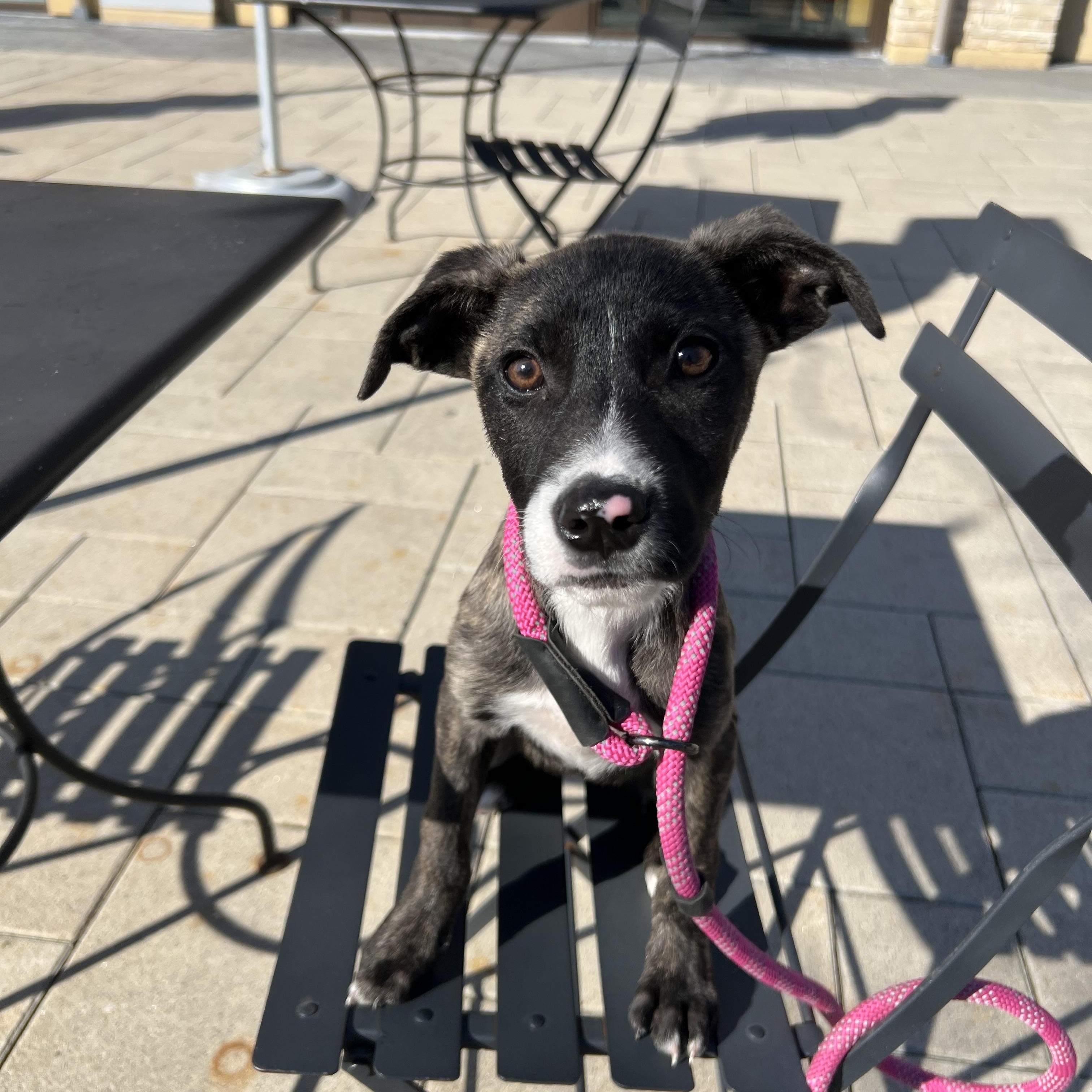 Enlarge Pinky, a ADOPTABLE mixed breed in Baltimore, MD image 5/6