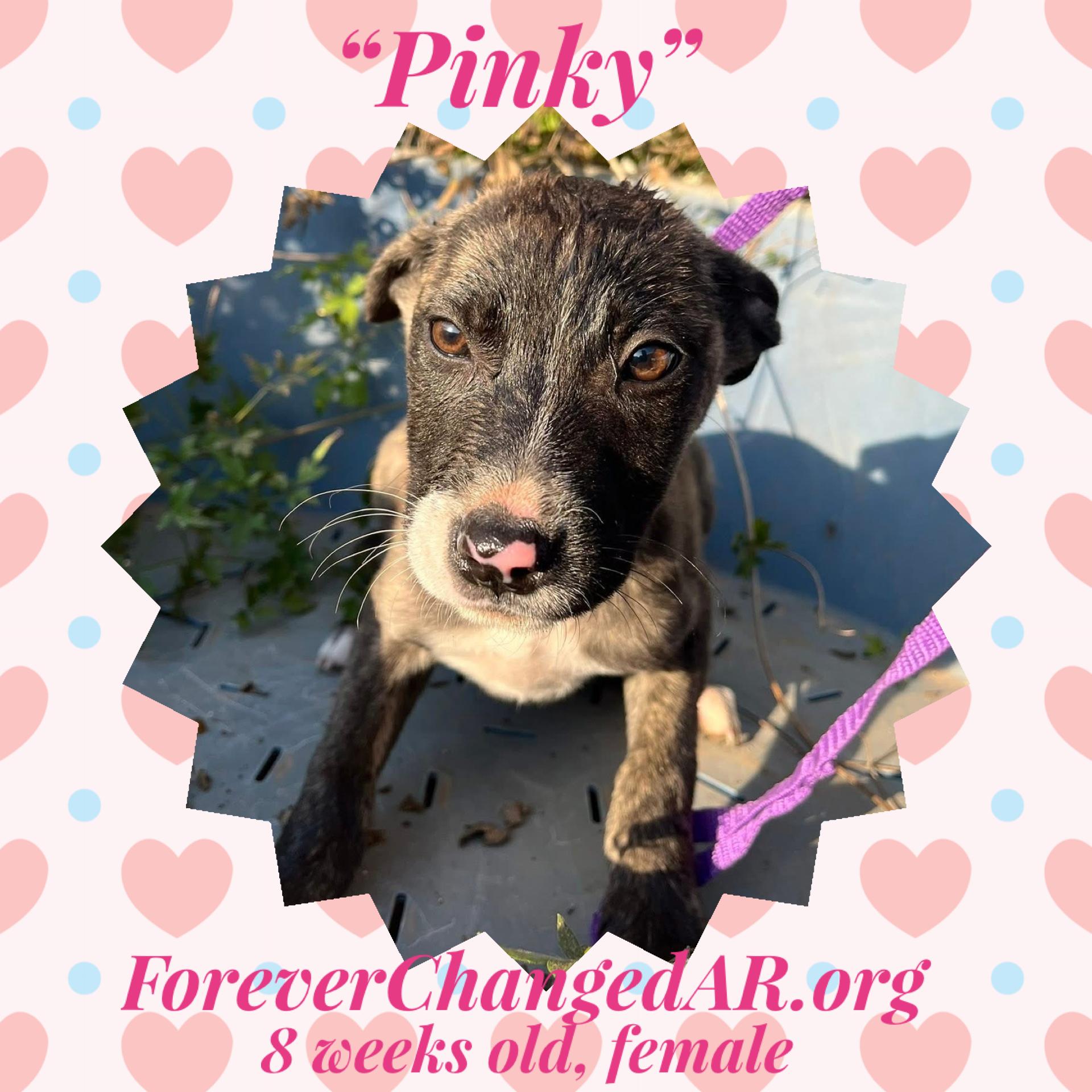 Enlarge Pinky, a ADOPTABLE mixed breed in Baltimore, MD image 6/6