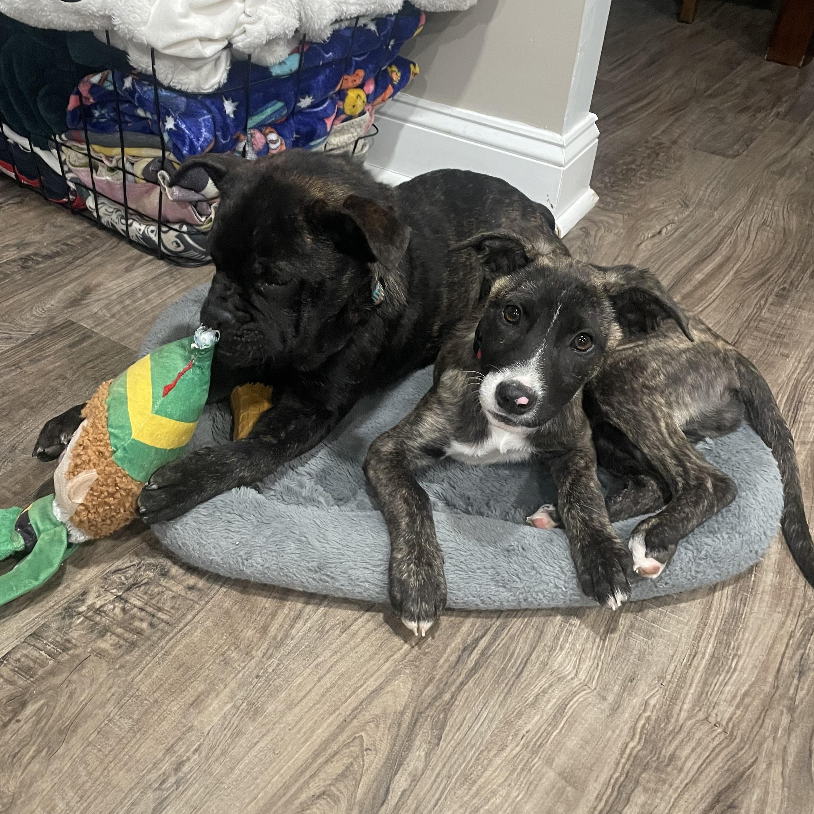 Enlarge Pinky, a ADOPTABLE mixed breed in Baltimore, MD image 3/6