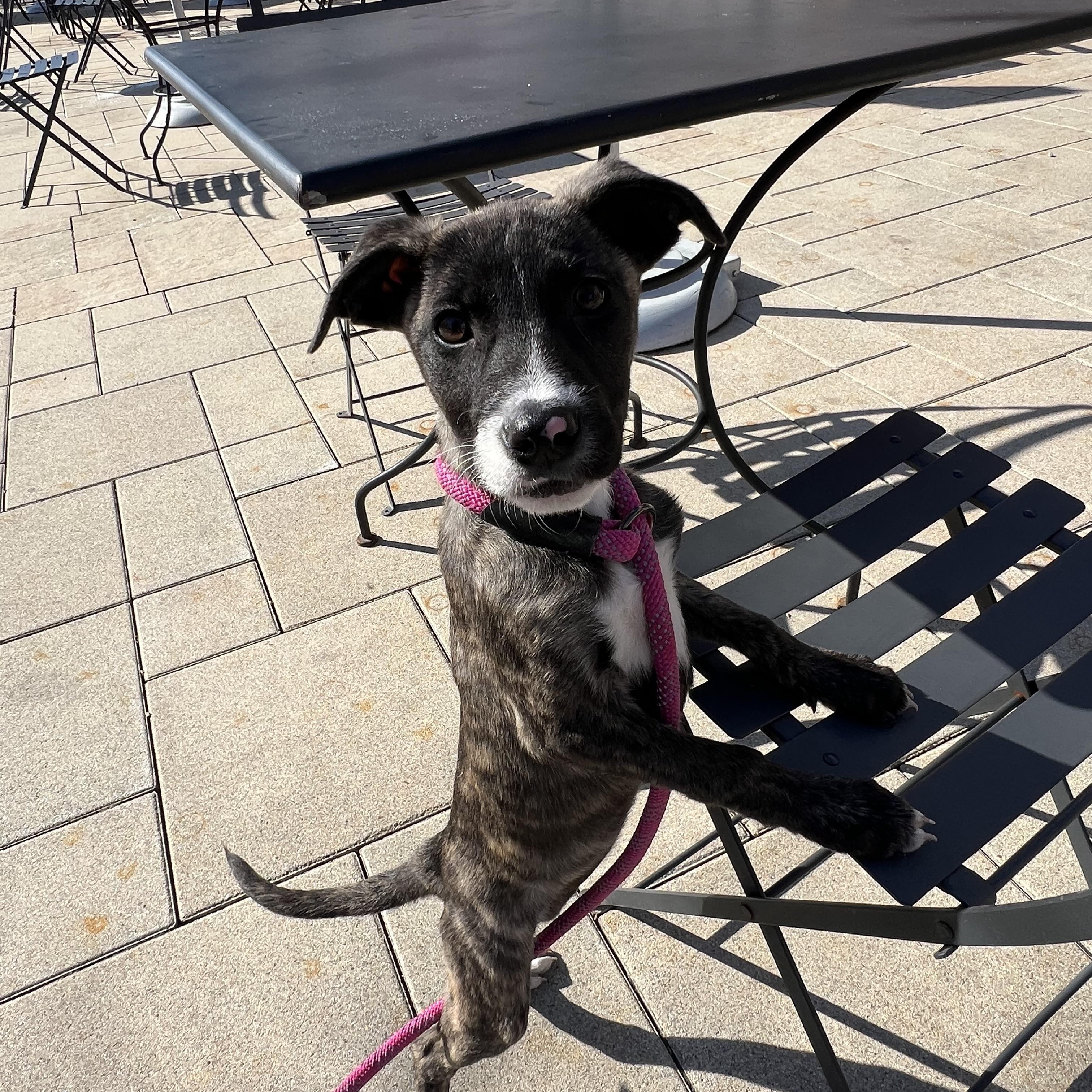 Pinky, ADOPTABLE, Puppy Female Mixed Breed.