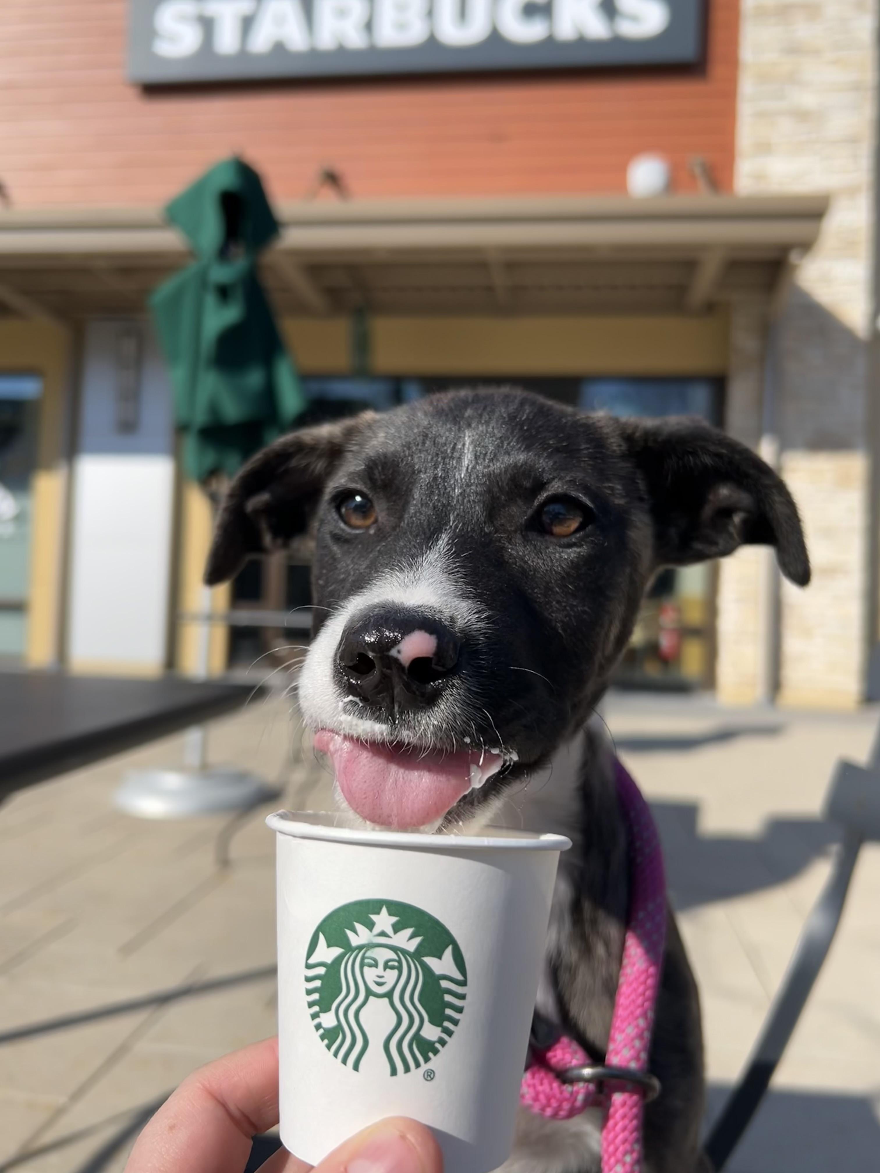 Enlarge Pinky, a ADOPTABLE mixed breed in Baltimore, MD image 4/6
