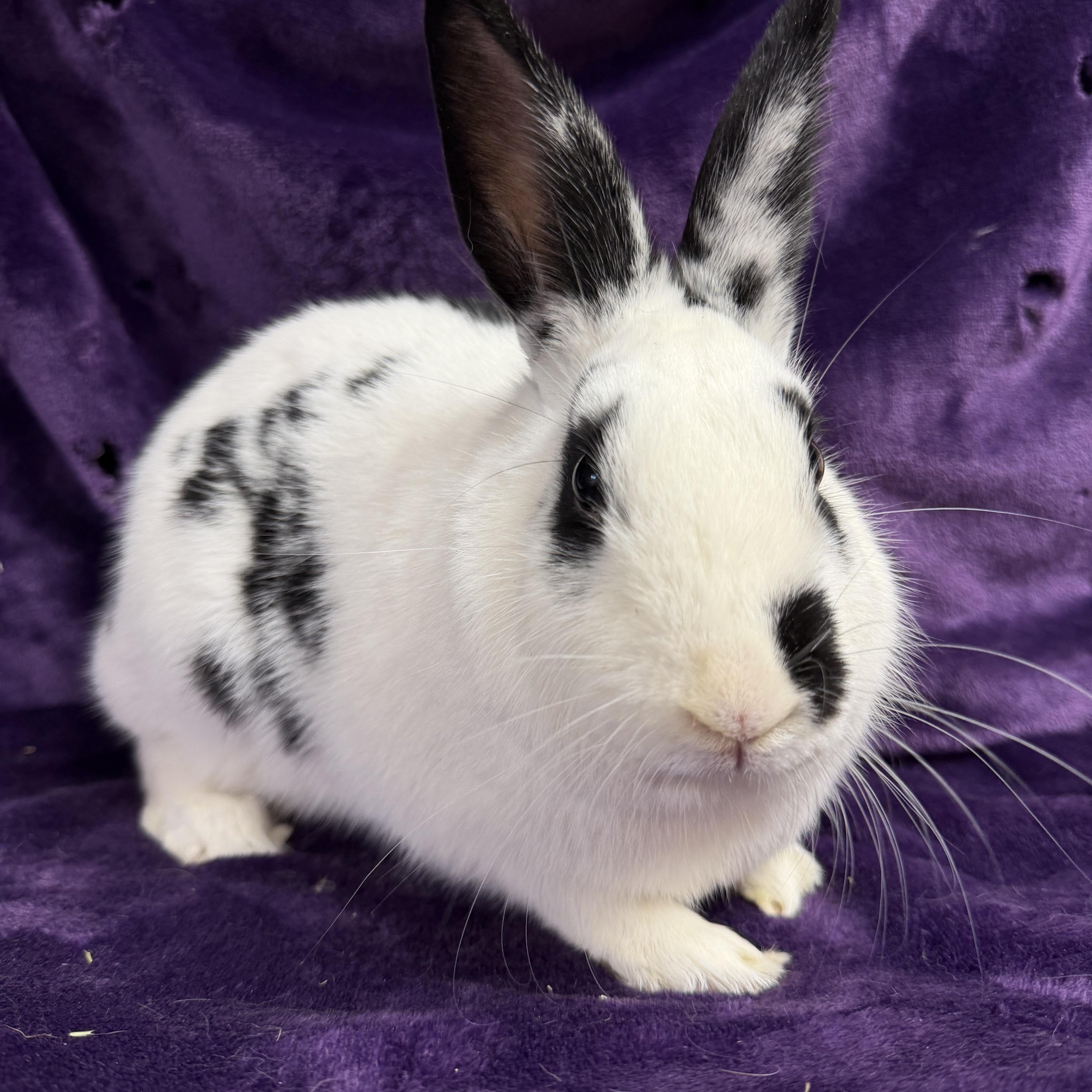 Enlarge Spree: video!!, a ADOPTABLE English Spot in Edinburg, PA image 6/6