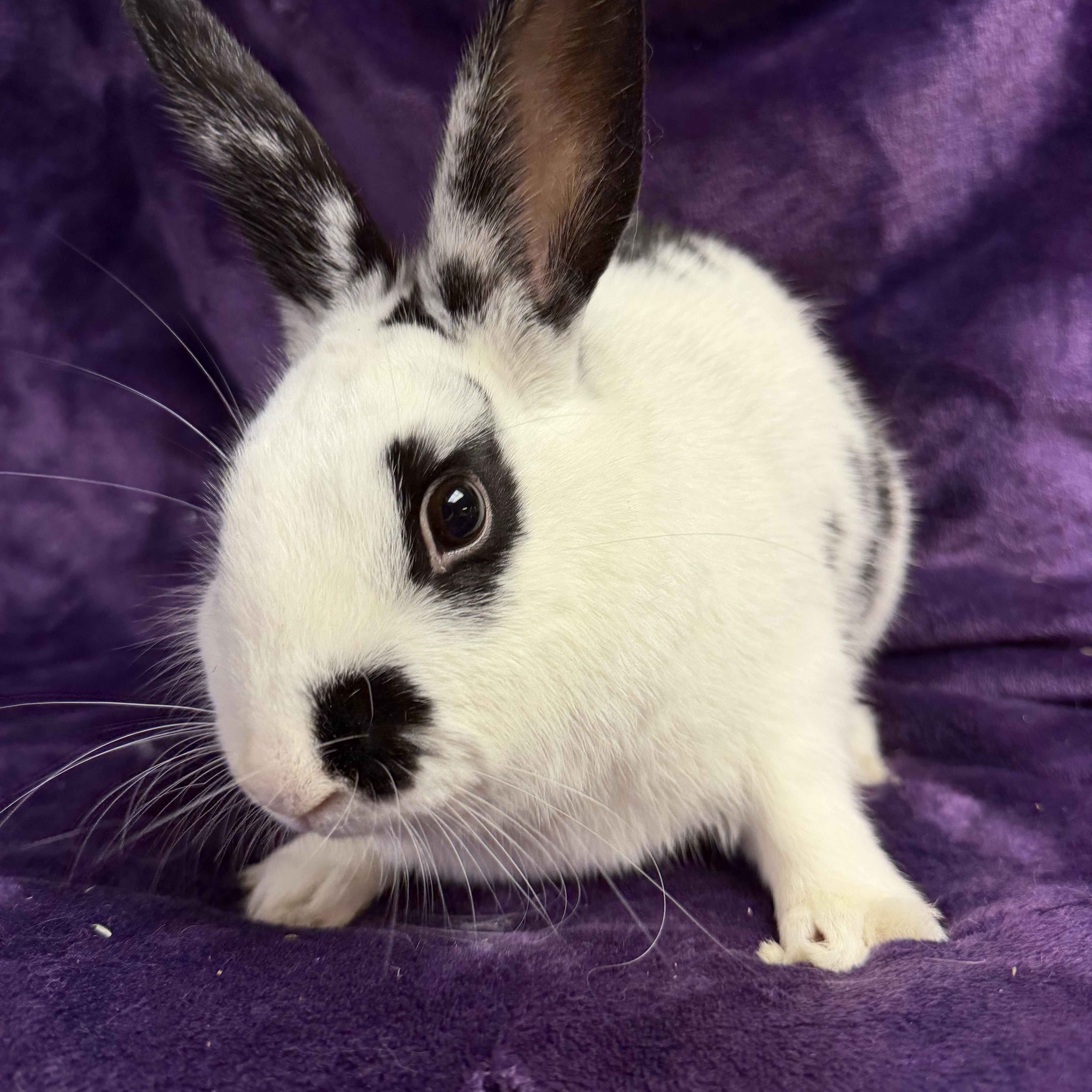 Enlarge Spree: video!!, a ADOPTABLE English Spot in Edinburg, PA image 3/6