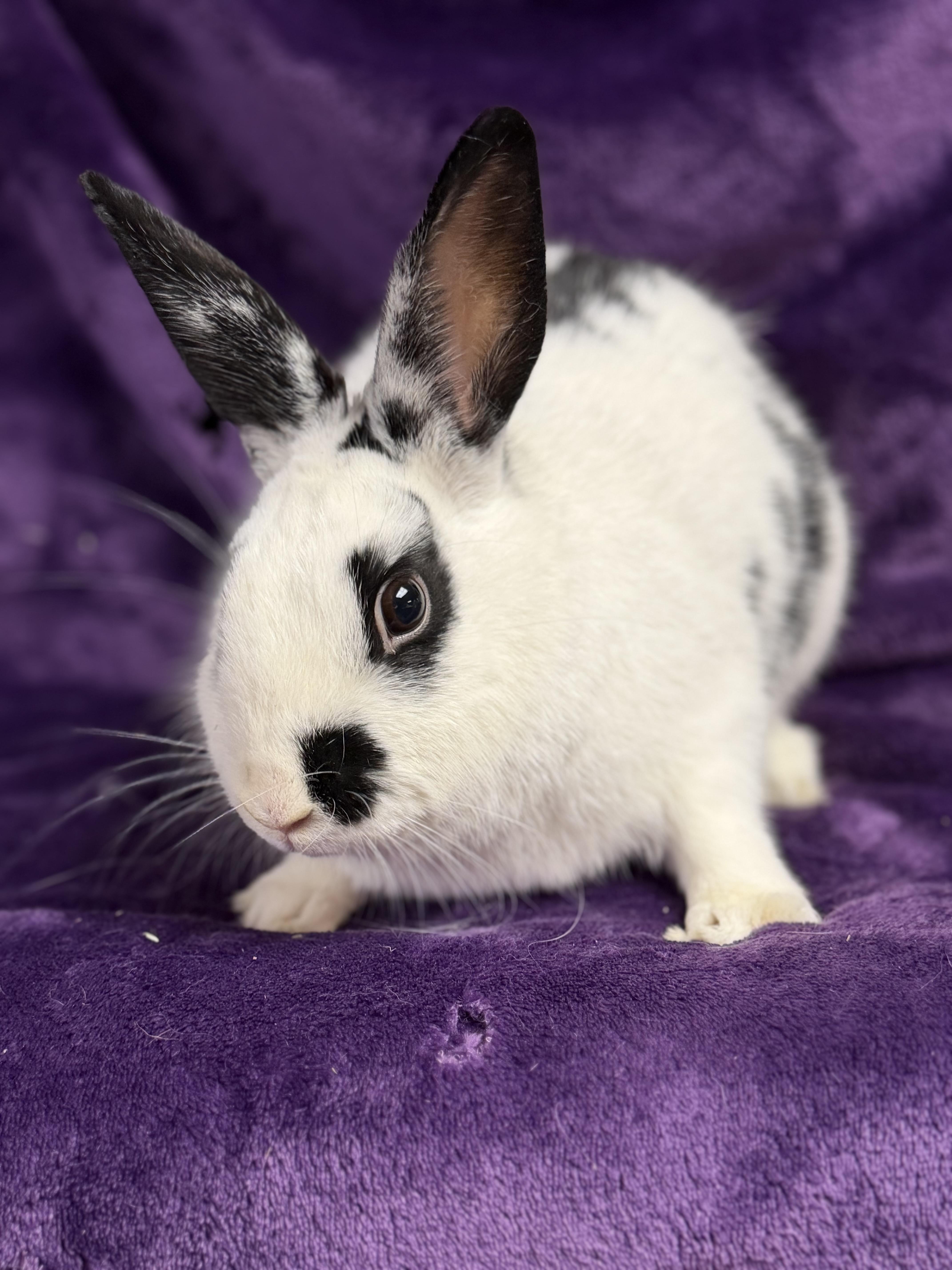 Enlarge Spree: video!!, a ADOPTABLE English Spot in Edinburg, PA image 1/6