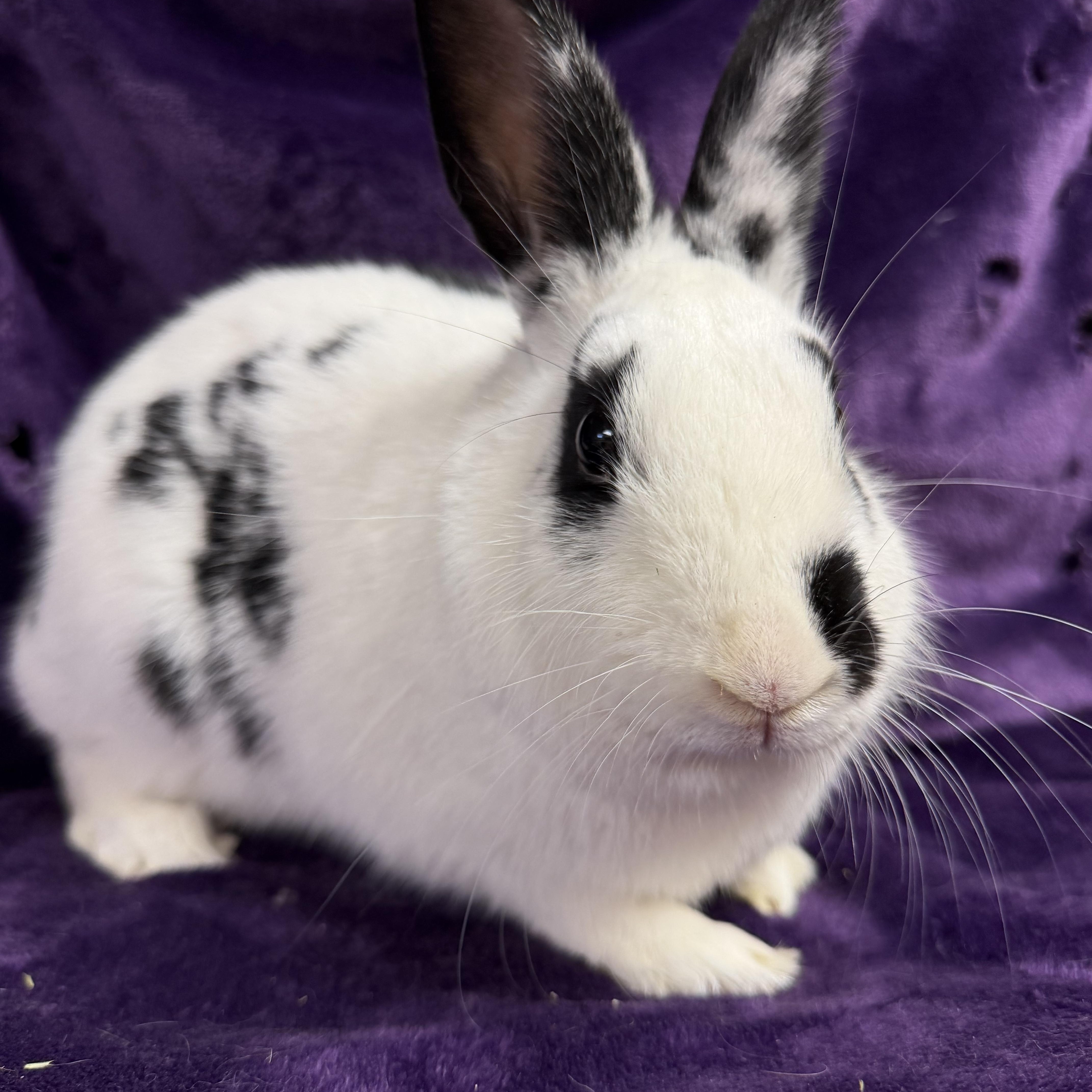 Enlarge Spree: video!!, a ADOPTABLE English Spot in Edinburg, PA image 2/6