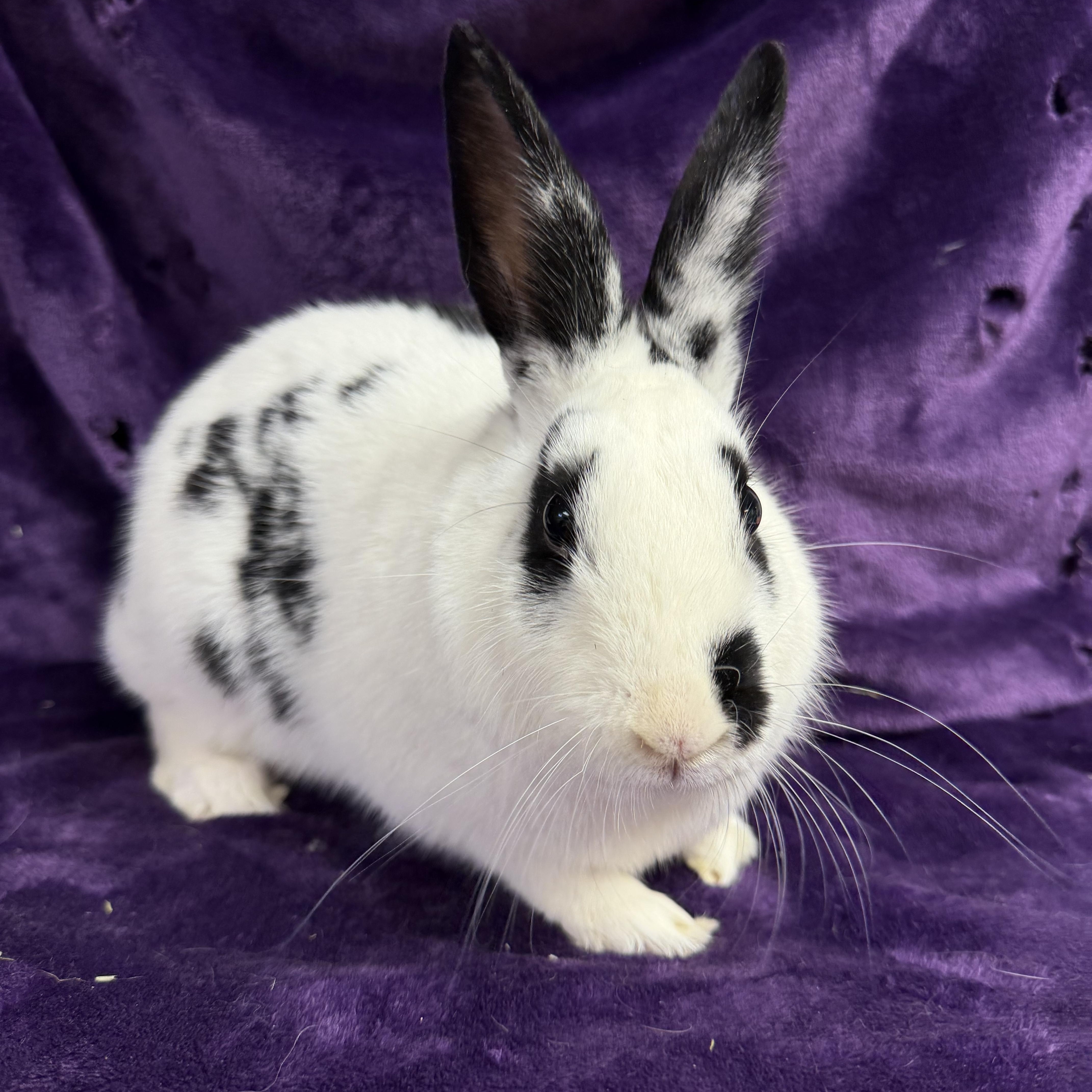 Enlarge Spree: video!!, a ADOPTABLE English Spot in Edinburg, PA image 4/6