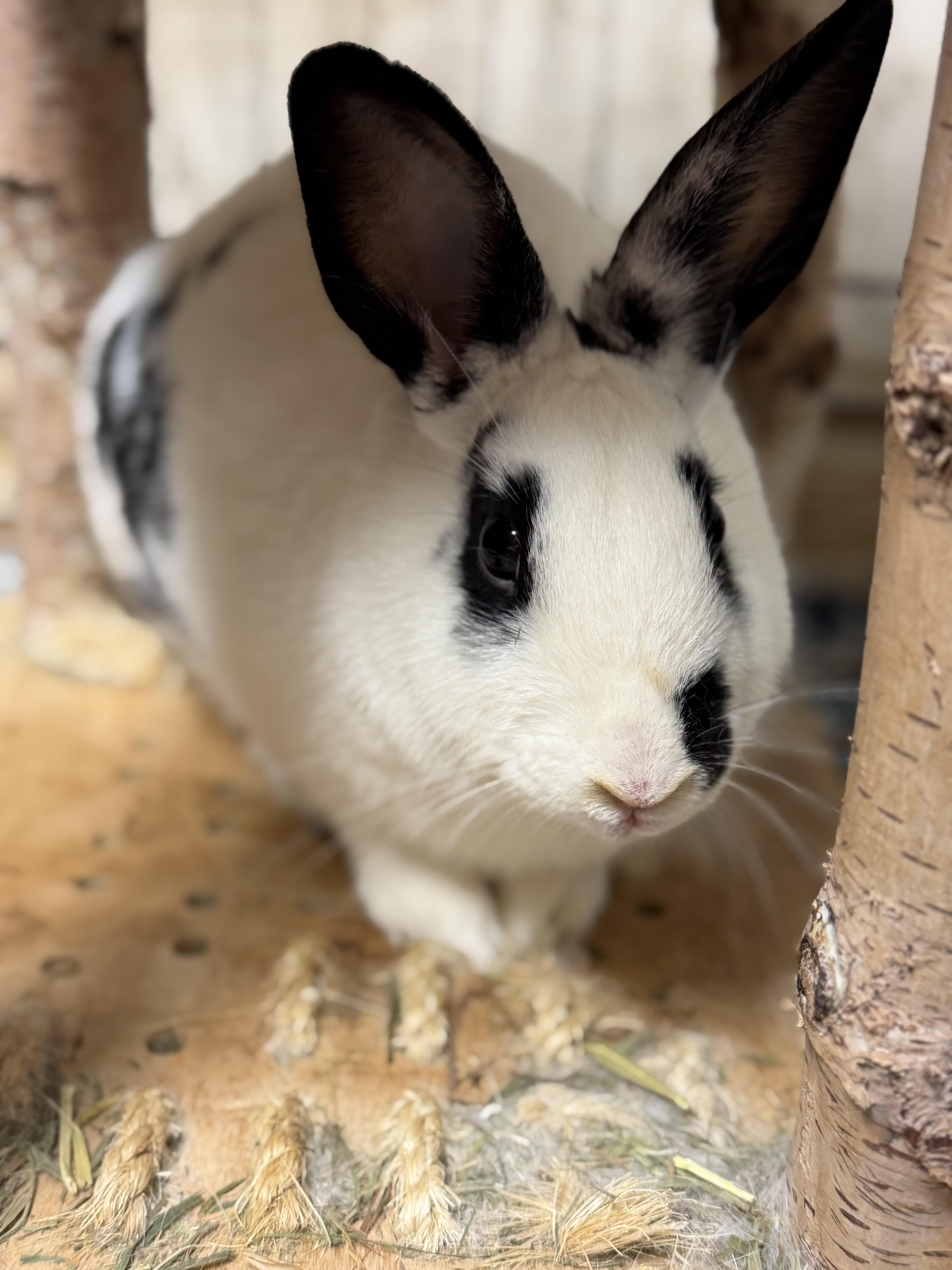 Spree: video!!, a ADOPTABLE English Spot in Edinburg, PA image 1/6