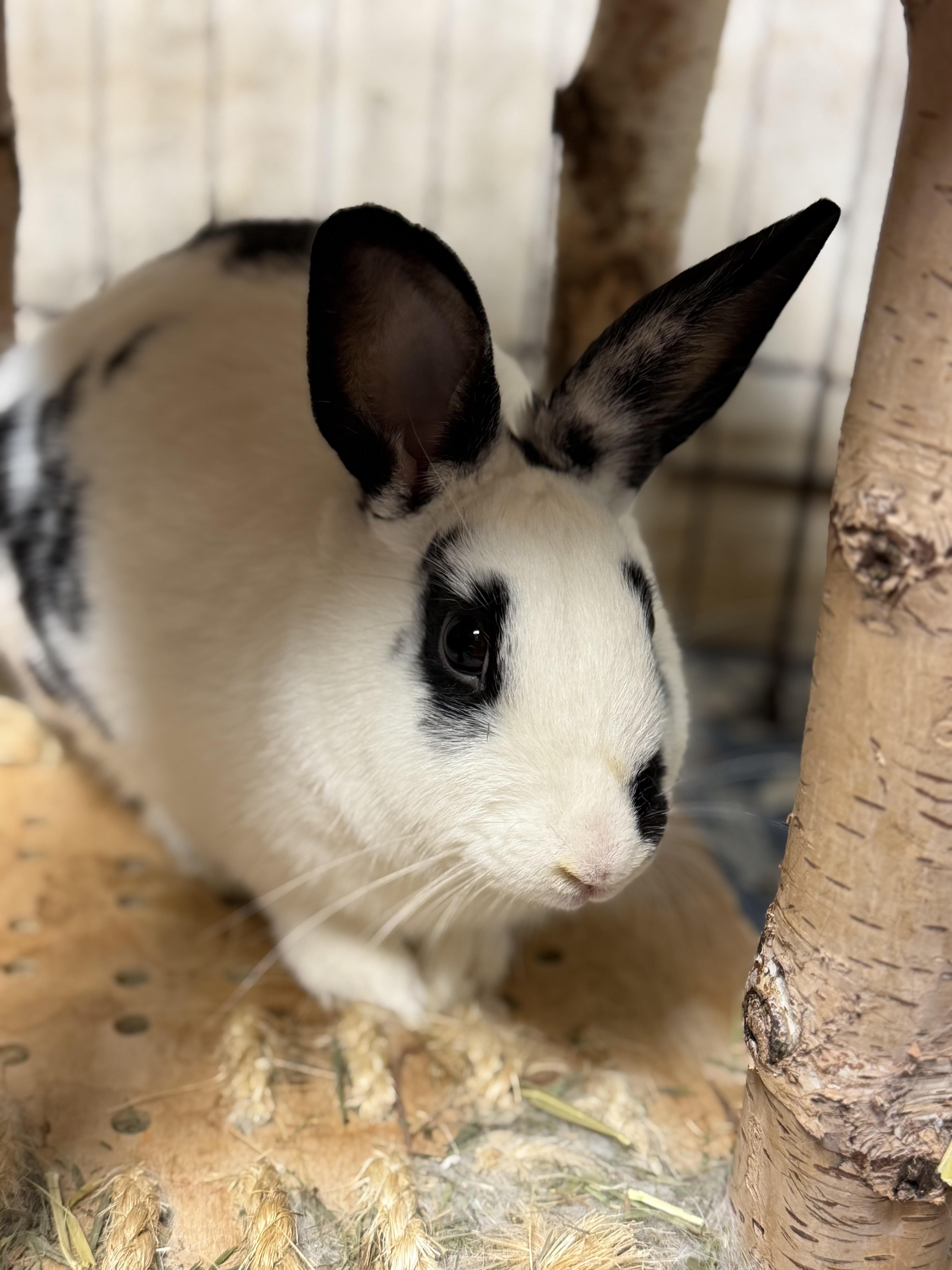 Spree: video!!, a ADOPTABLE English Spot in Edinburg, PA image 4/6
