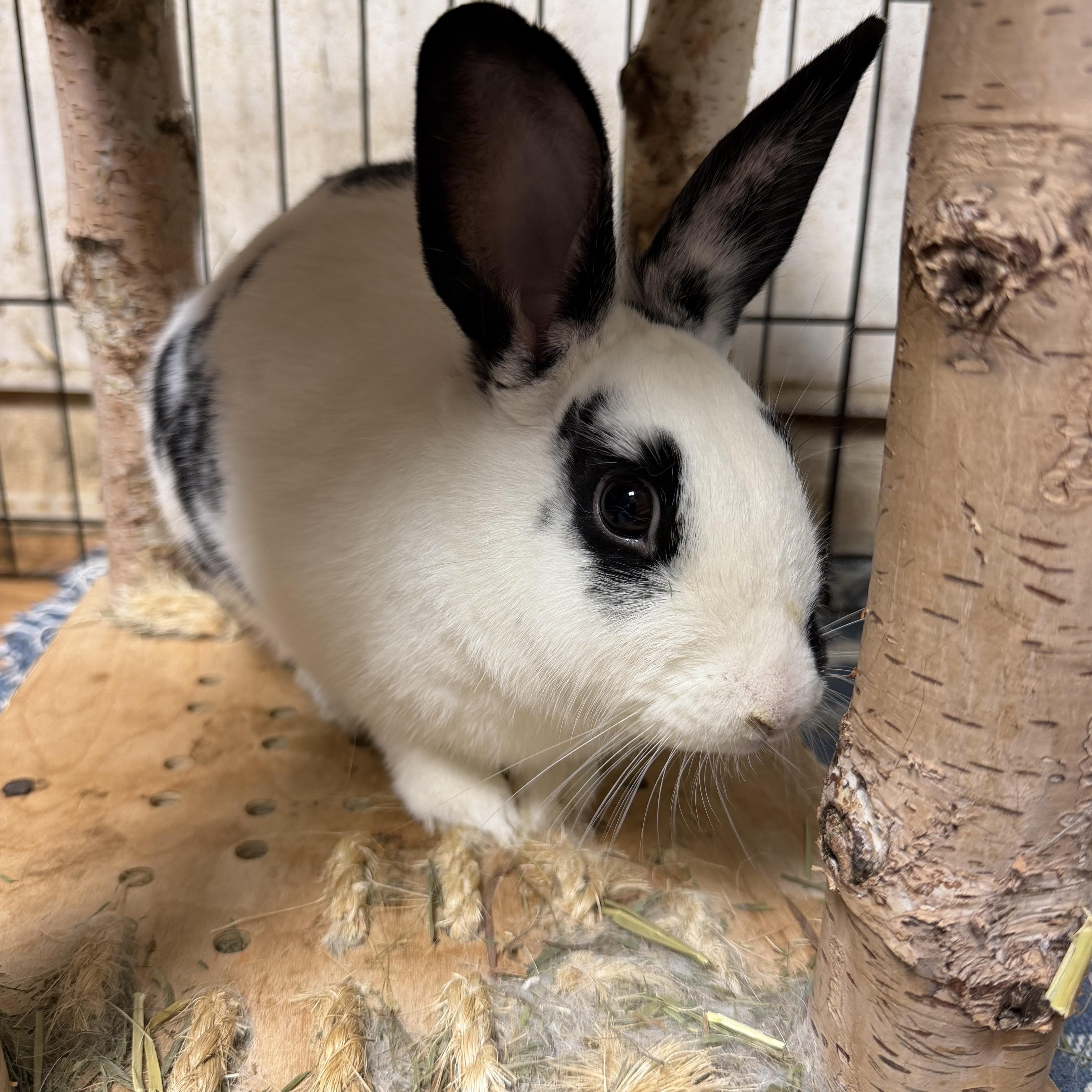 Spree: video!!, a ADOPTABLE English Spot in Edinburg, PA image 6/6
