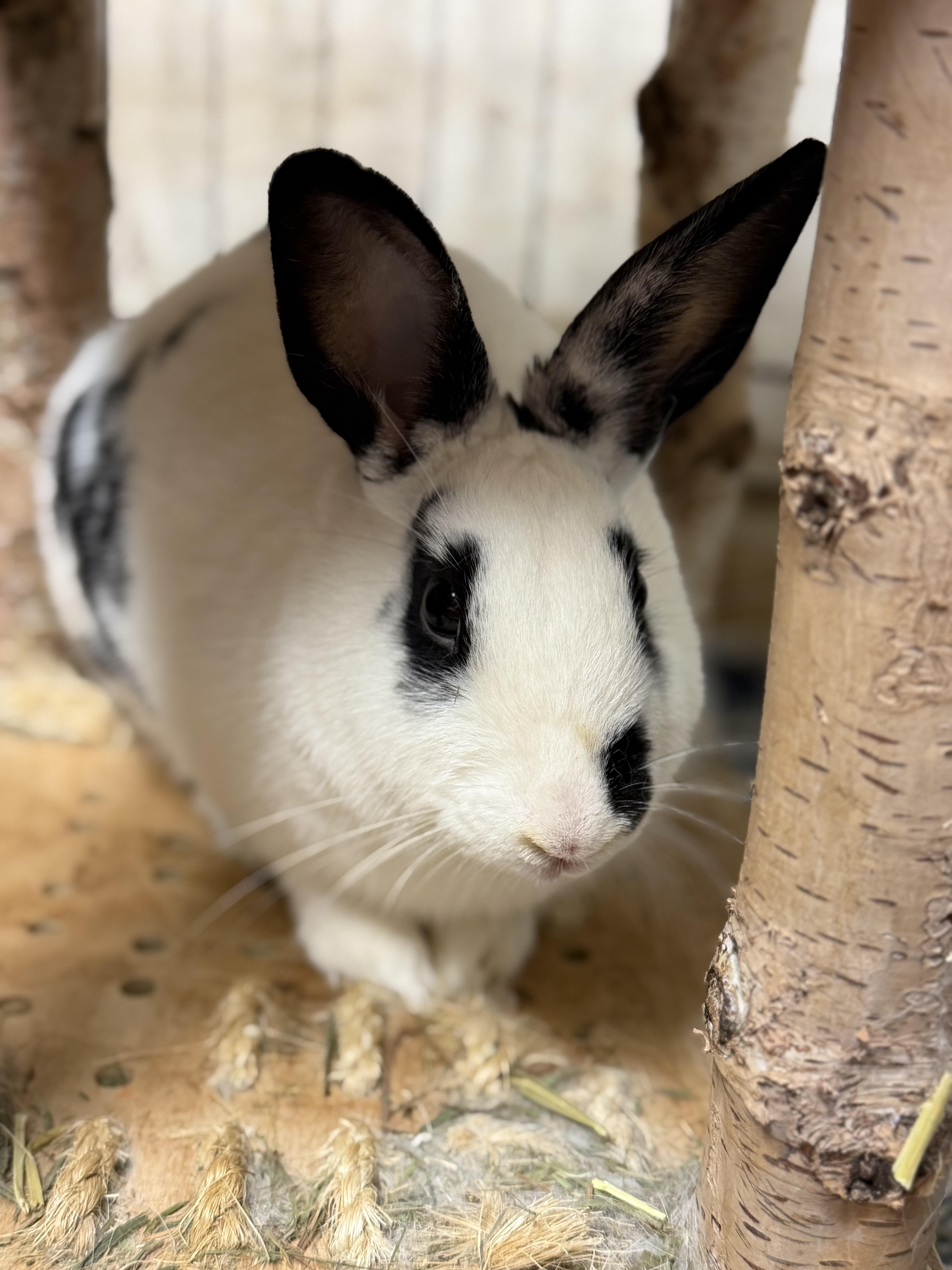 Spree: video!!, a ADOPTABLE English Spot in Edinburg, PA image 5/6