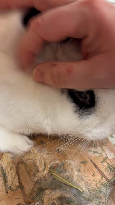 Enlarge Spree: video!!, a ADOPTABLE English Spot in Edinburg, PA video 3/6