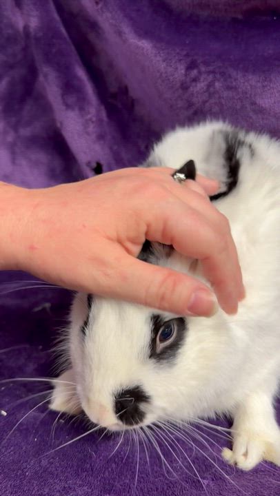 Enlarge Spree: video!!, a ADOPTABLE English Spot in Edinburg, PA video 5/6